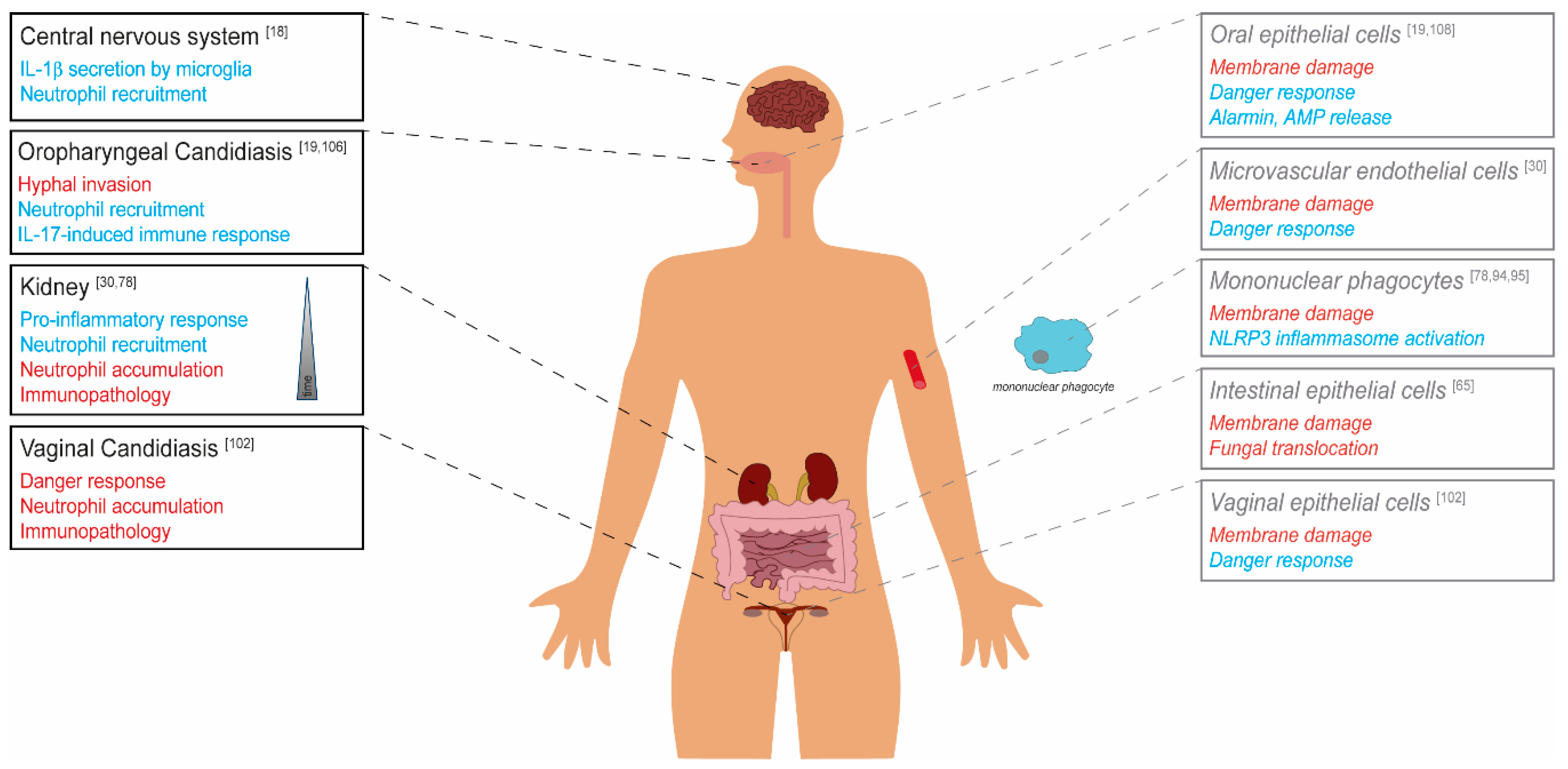 Toxins 12 00469 g002 Toxins 12 00469 g002