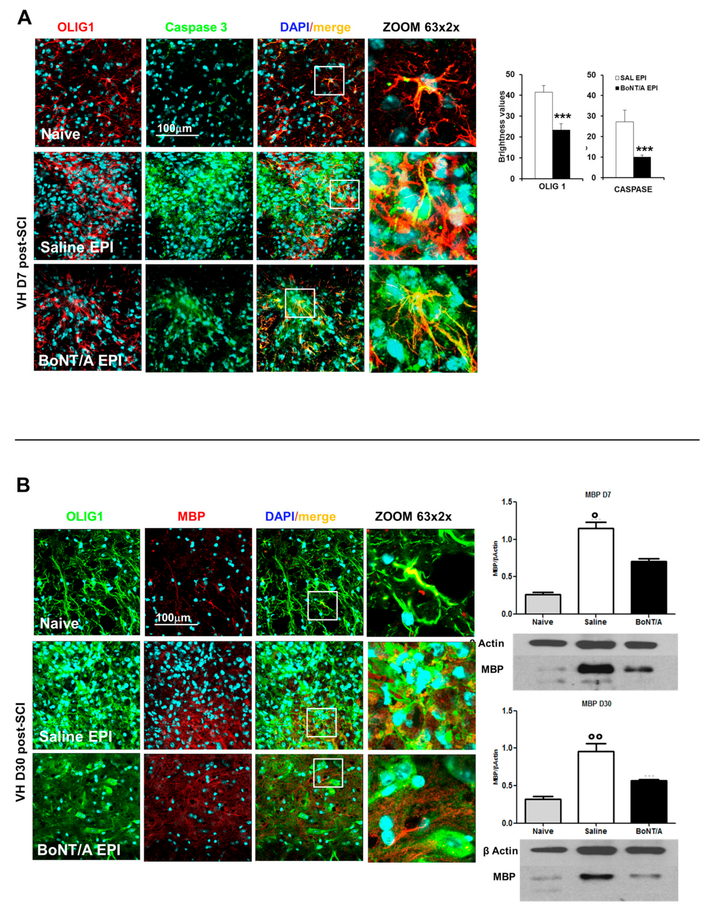 Toxins 12 00491 g006 Toxins 12 00491 g006