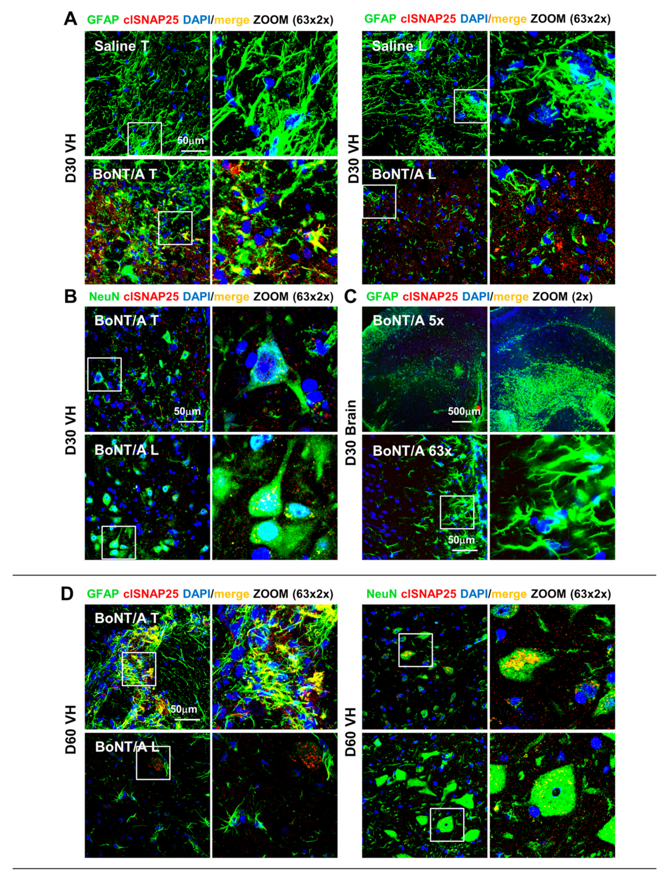 Toxins 12 00491 g010 Toxins 12 00491 g010