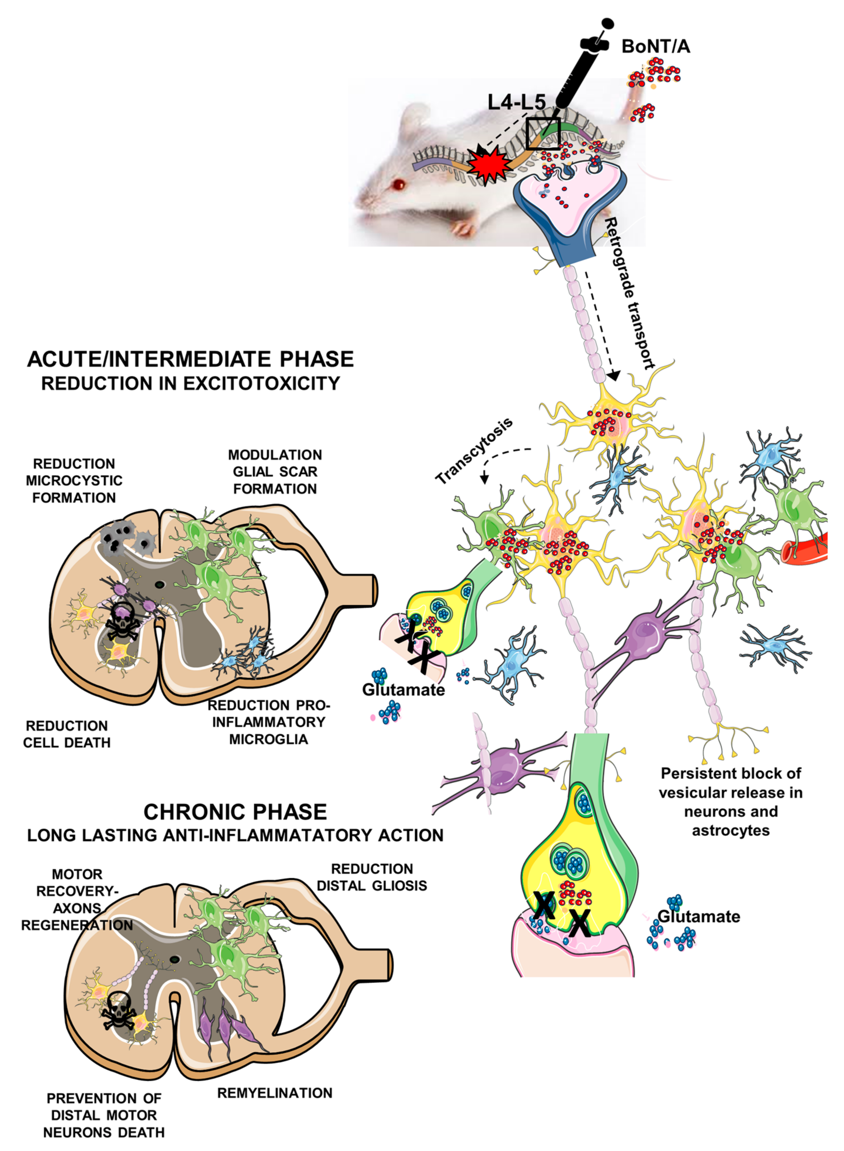 Toxins 12 00491 g011 Toxins 12 00491 g011