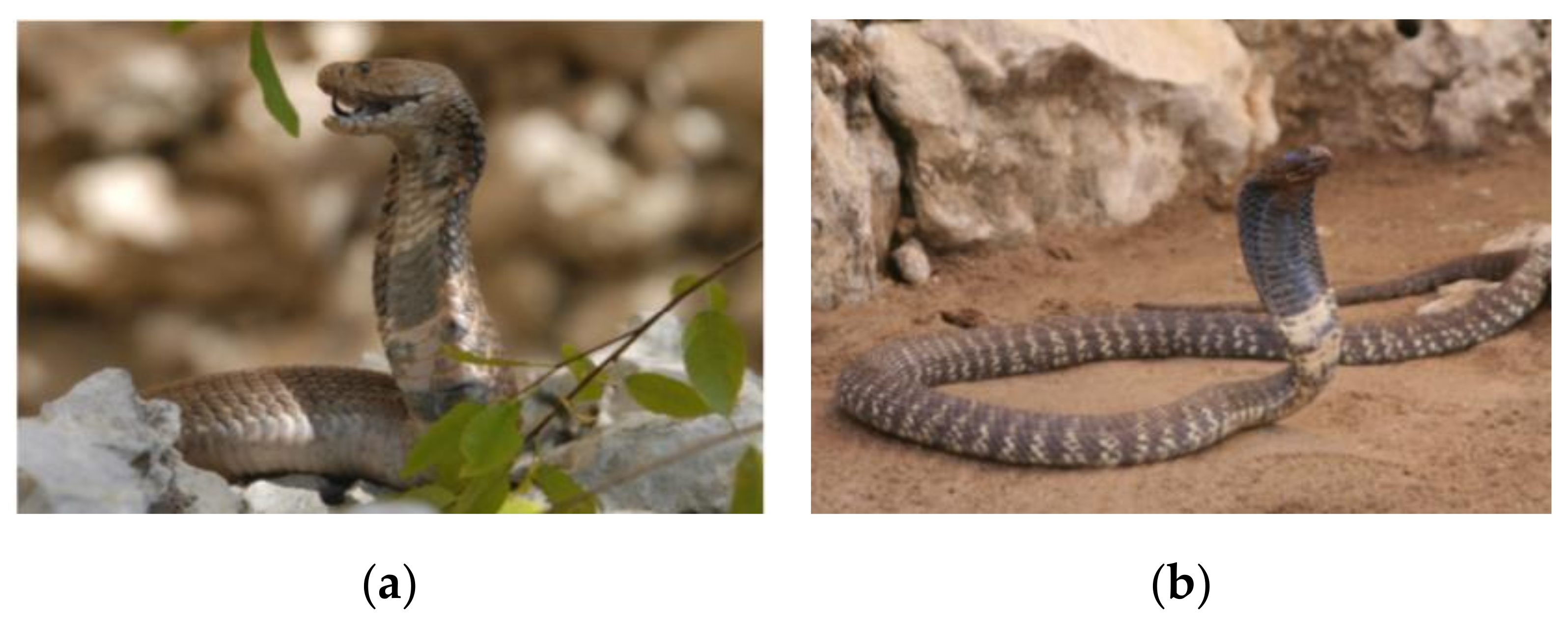 Toxins 12 00520 g001 Toxins 12 00520 g001