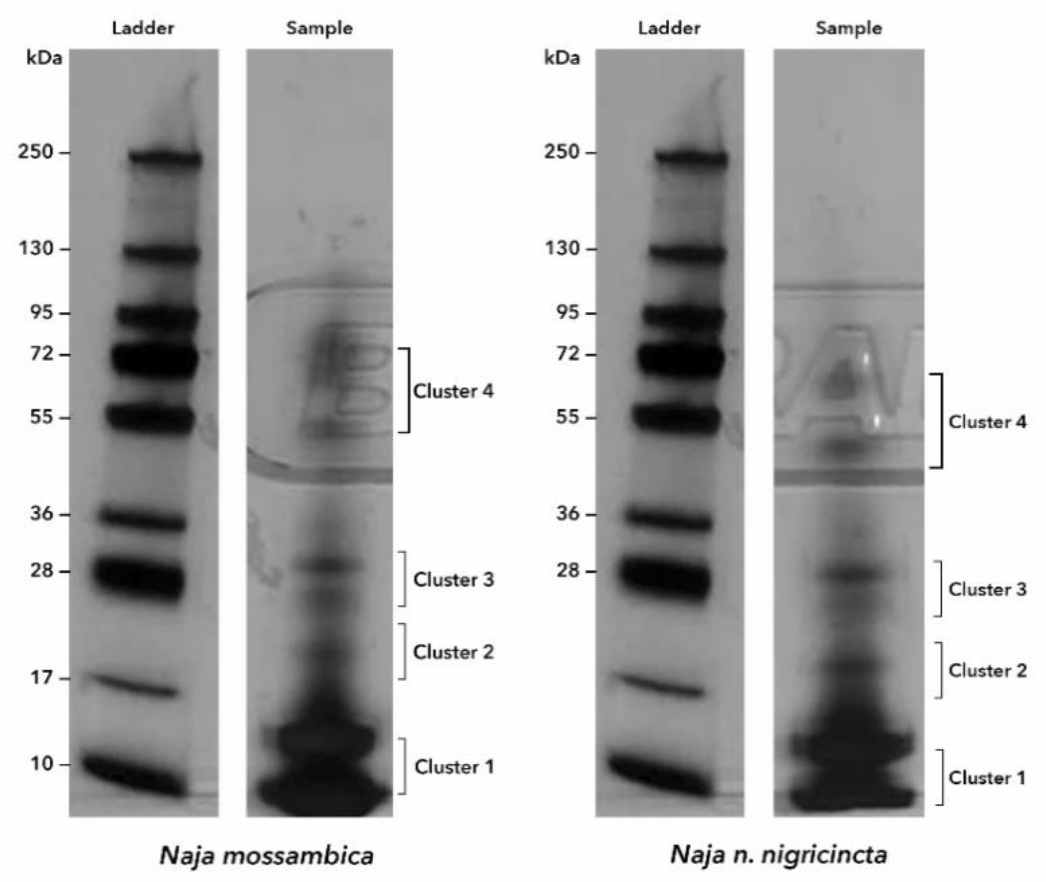 Toxins 12 00520 g002 Toxins 12 00520 g002