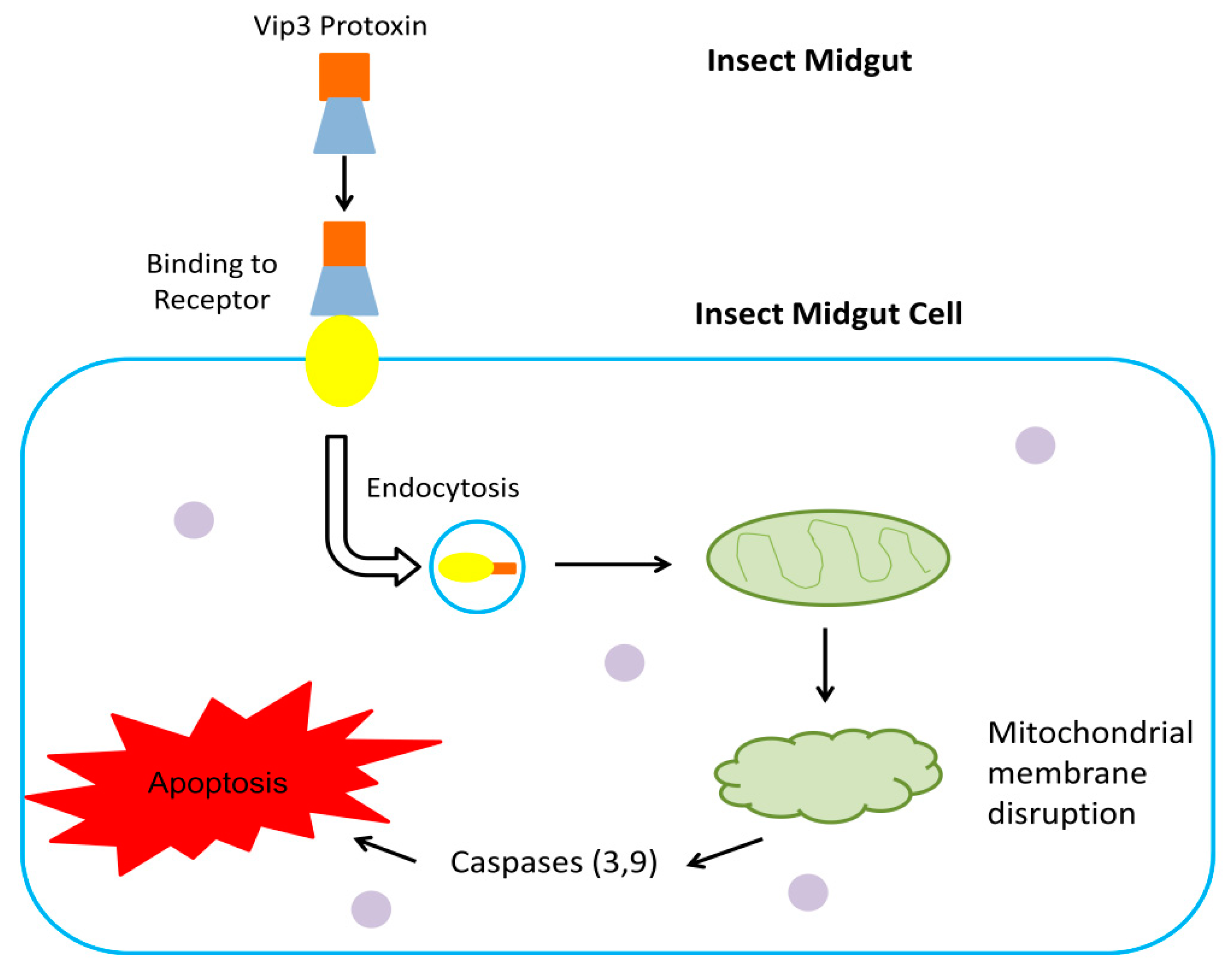 Toxins 12 00522 g003 Toxins 12 00522 g003