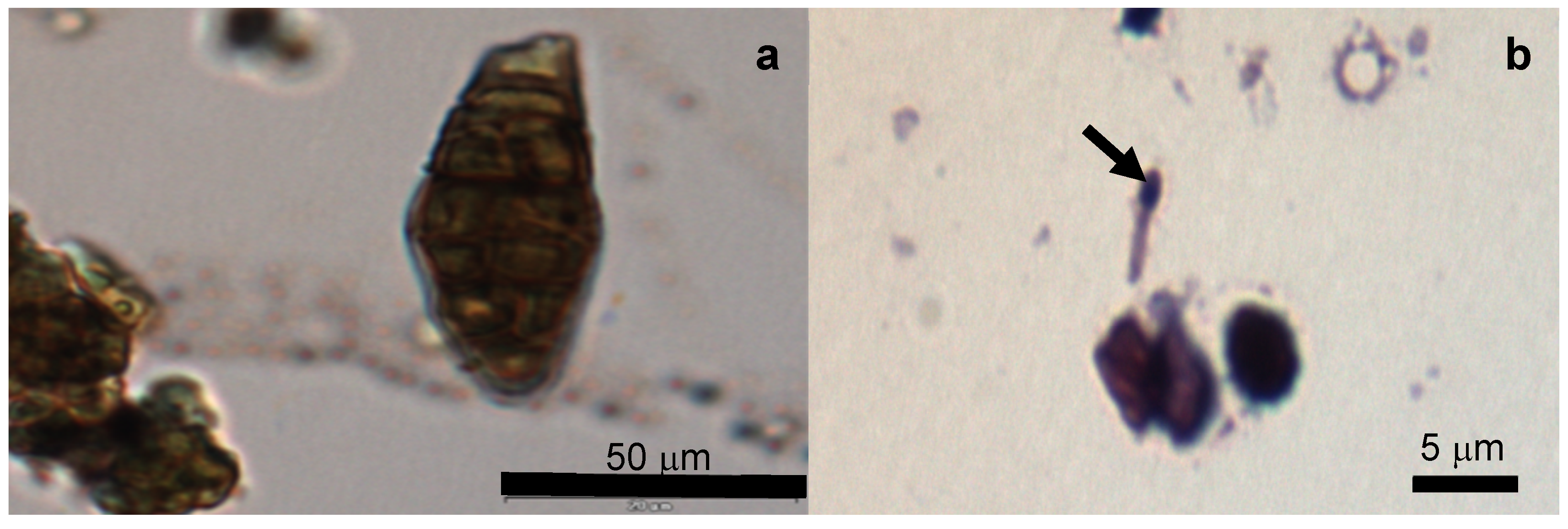 Toxins 12 00552 g002