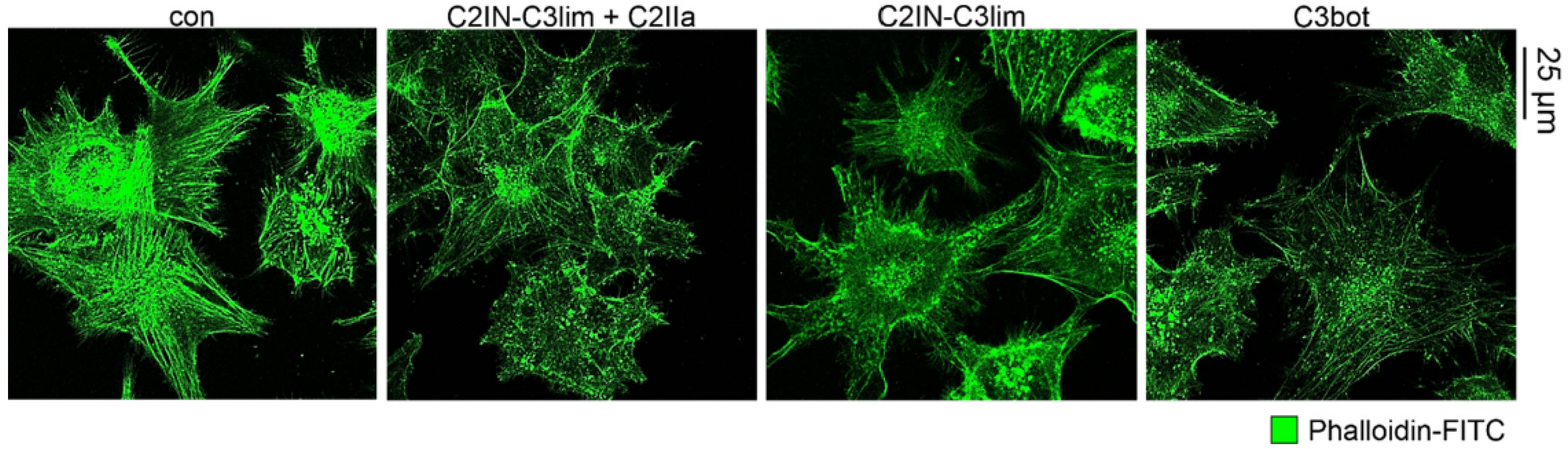 Toxins 12 00563 g002
