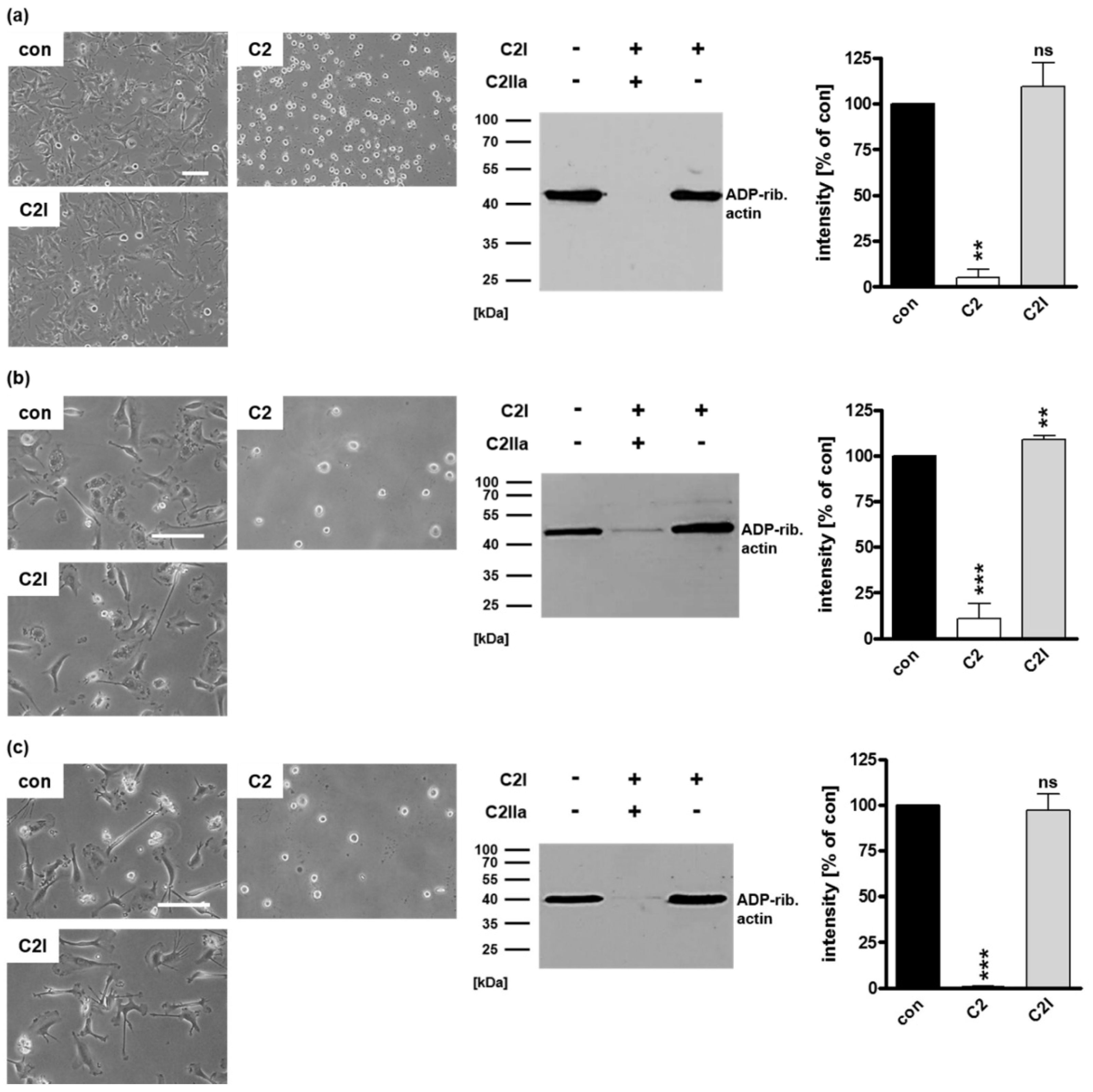 Toxins 12 00563 g005