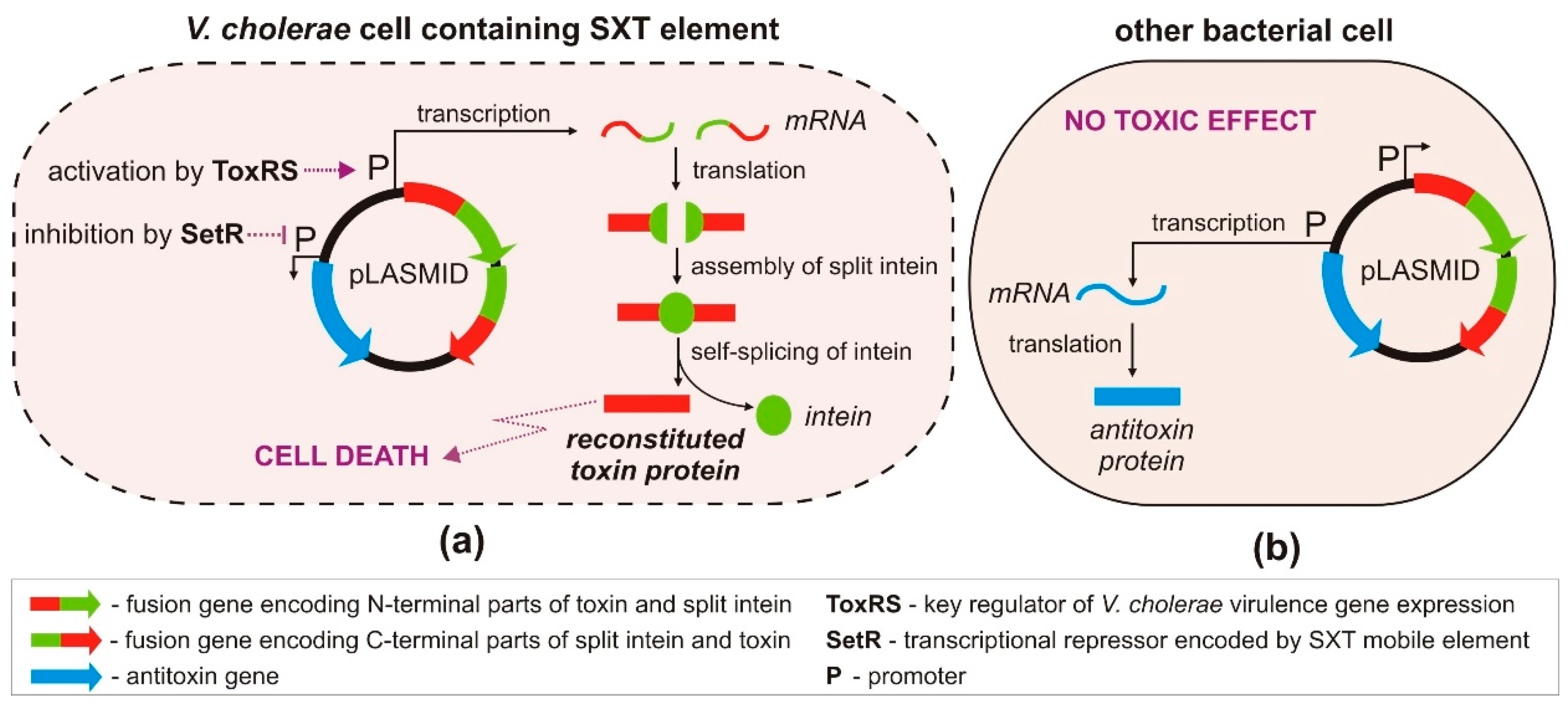 Toxins 12 00568 g004