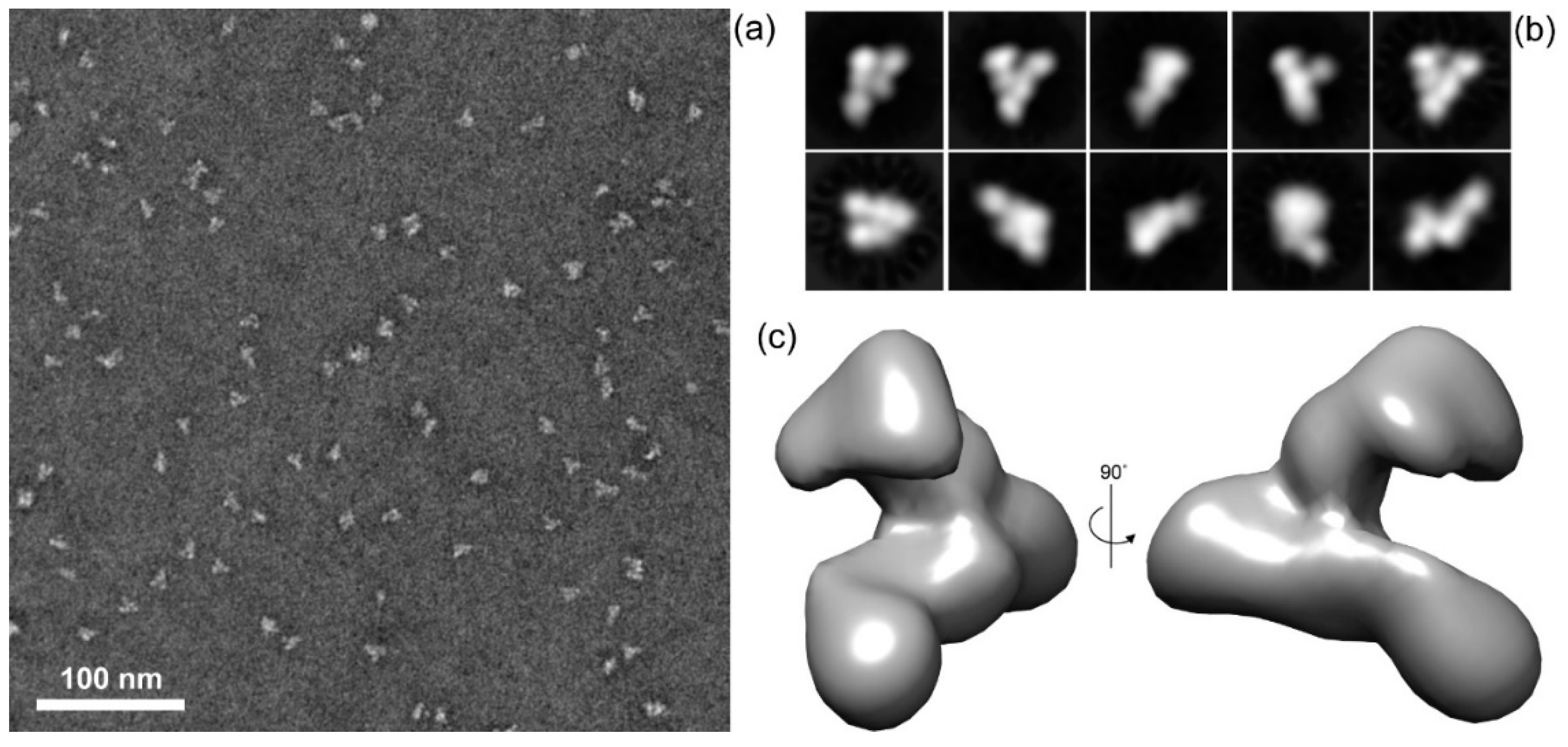 Toxins 12 00596 g008