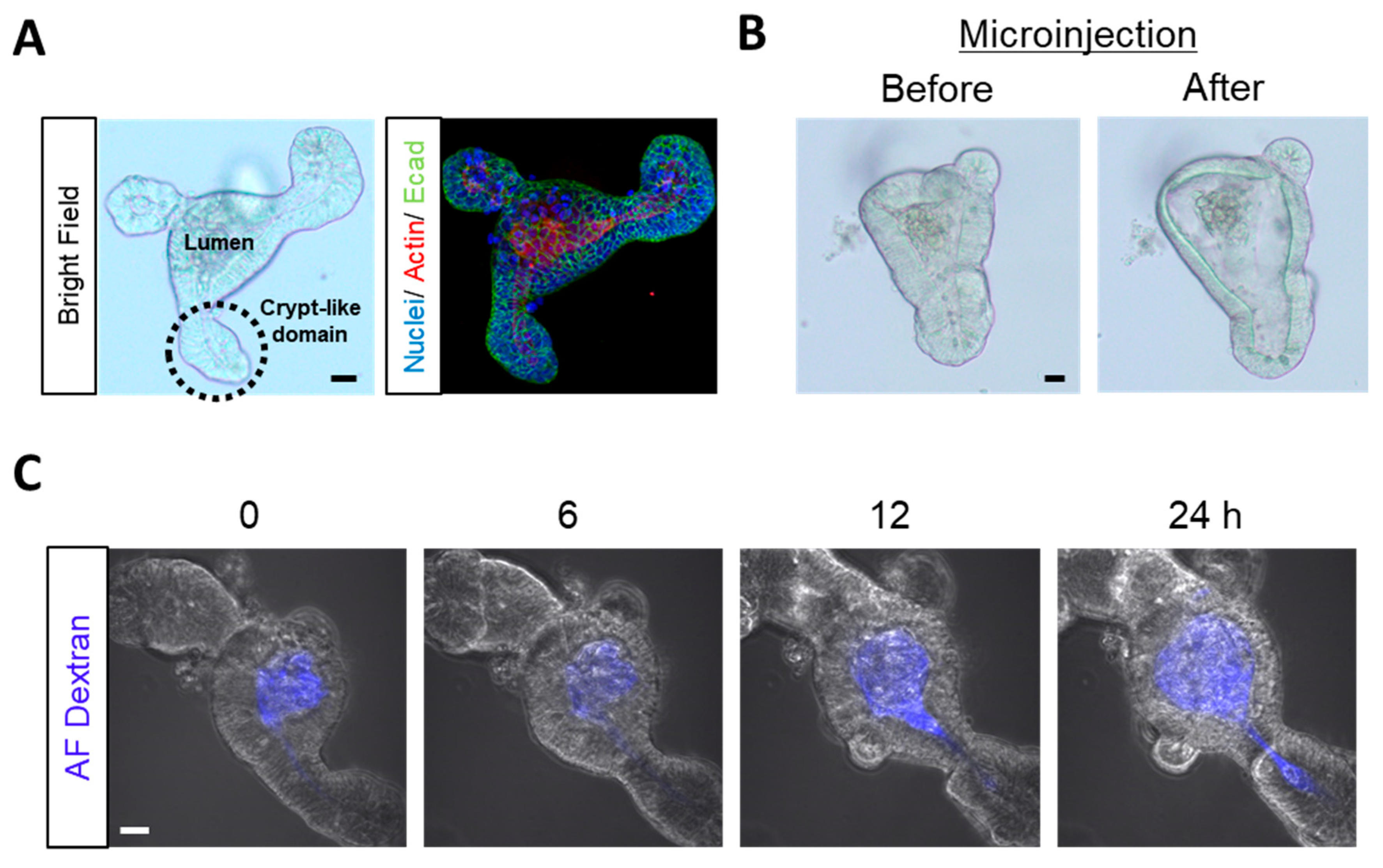 Toxins 12 00610 g001