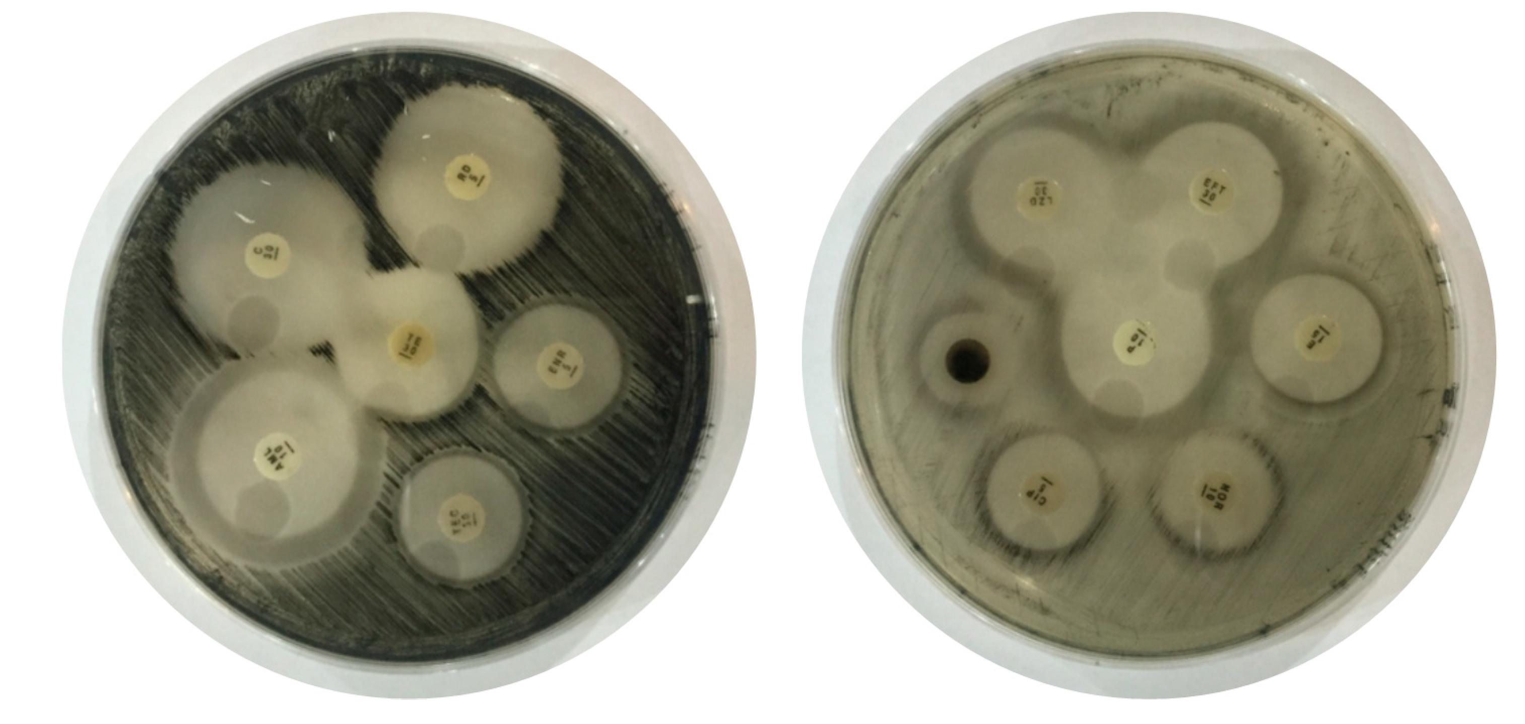 Toxins 12 00657 g002