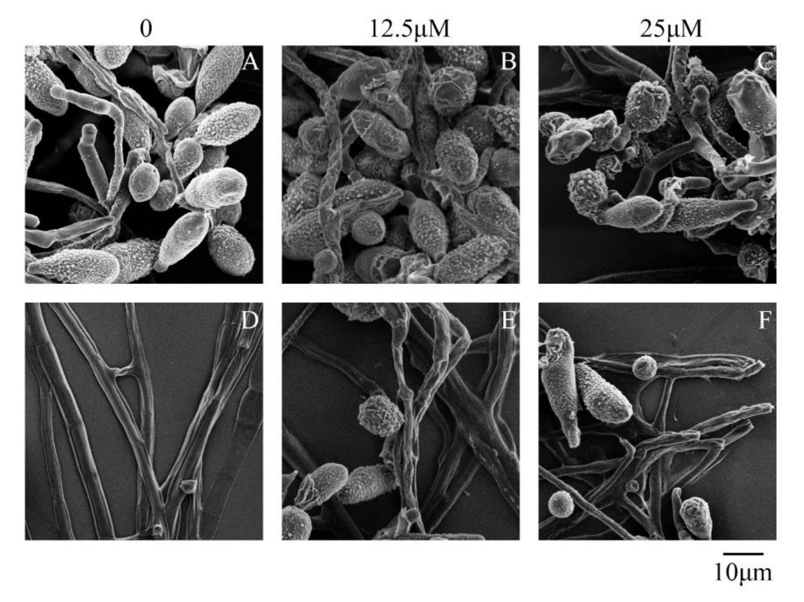 Toxins 12 00665 g002