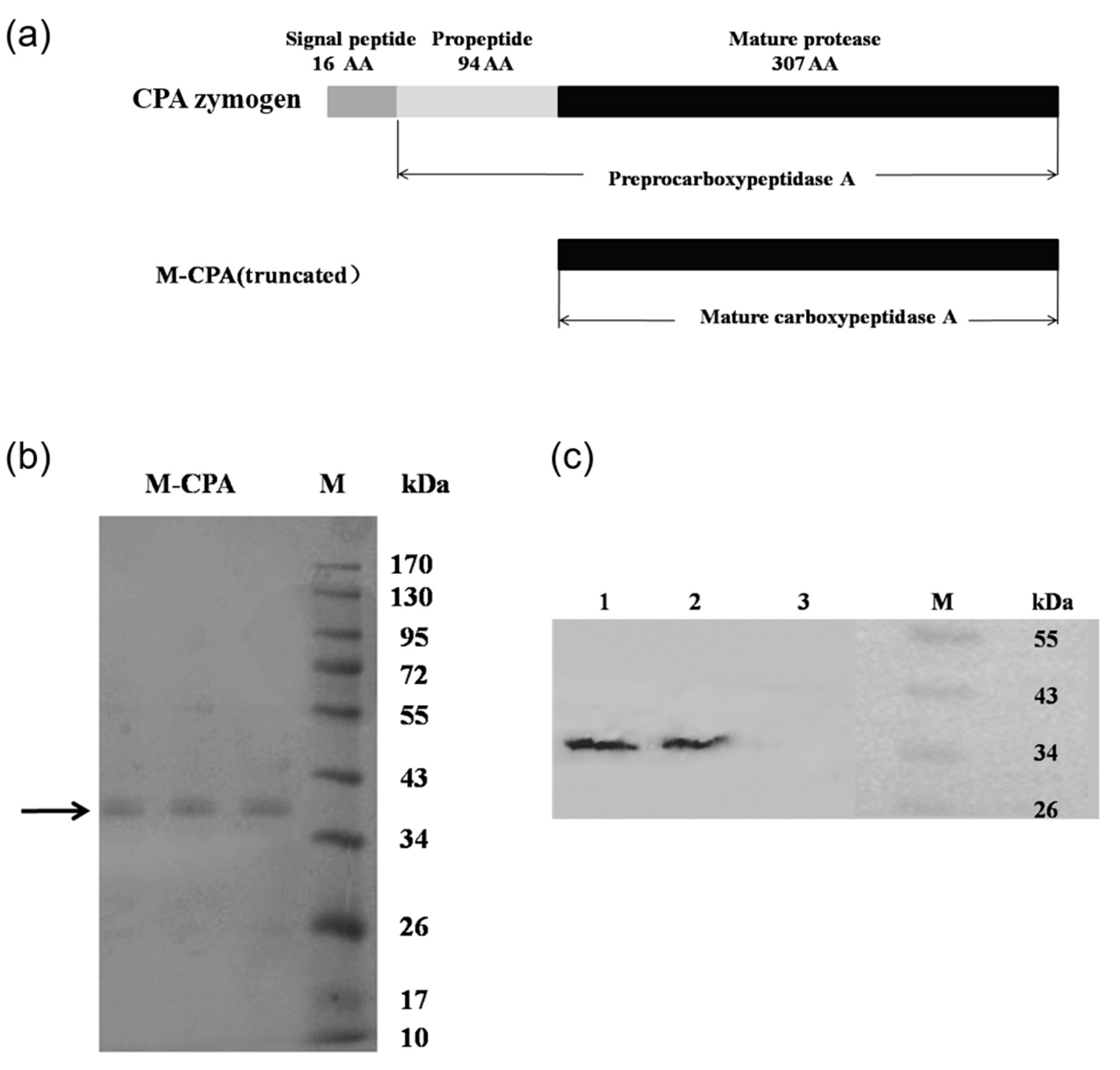 Toxins 12 00680 g001