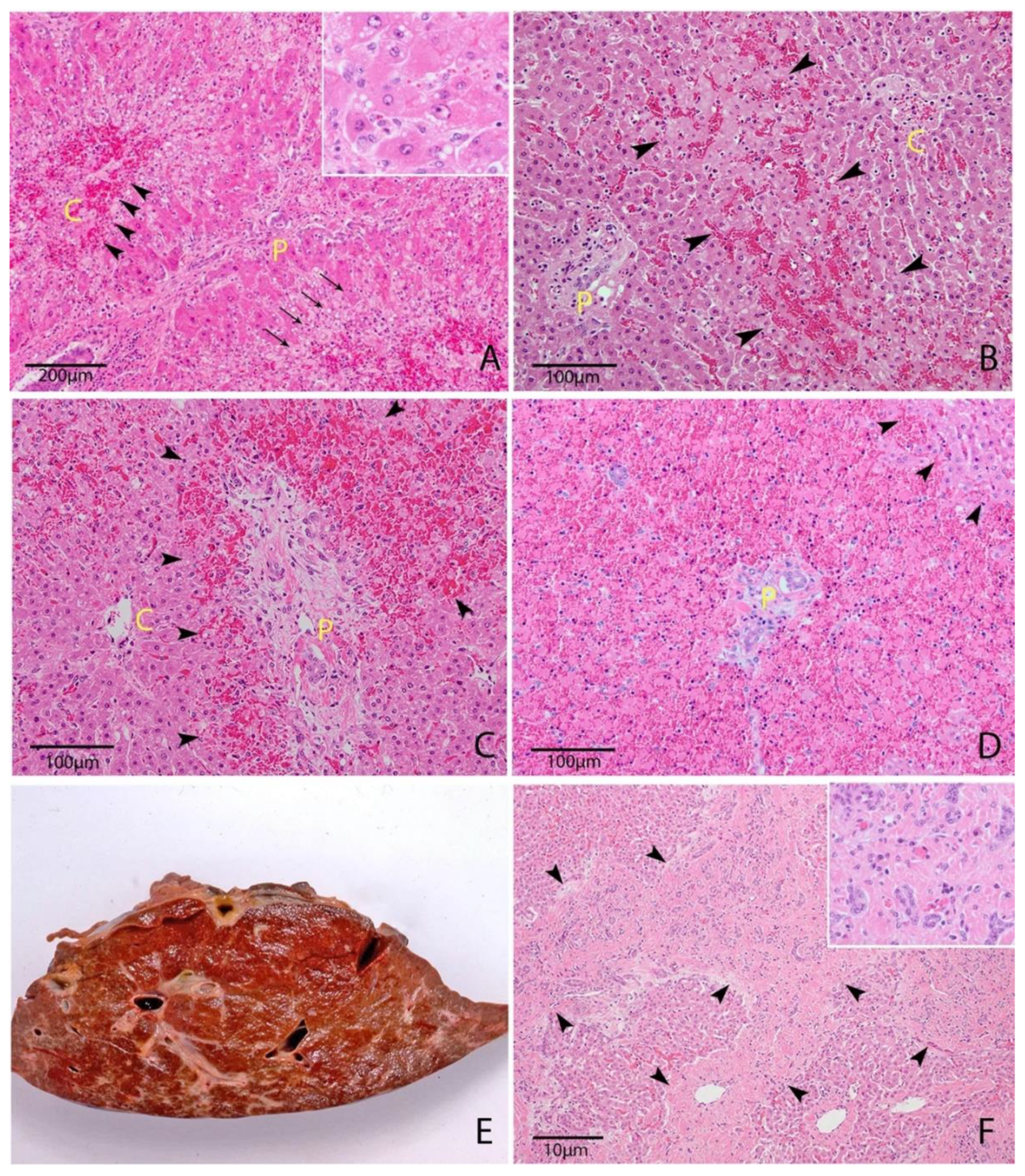 Toxins 12 00707 g002