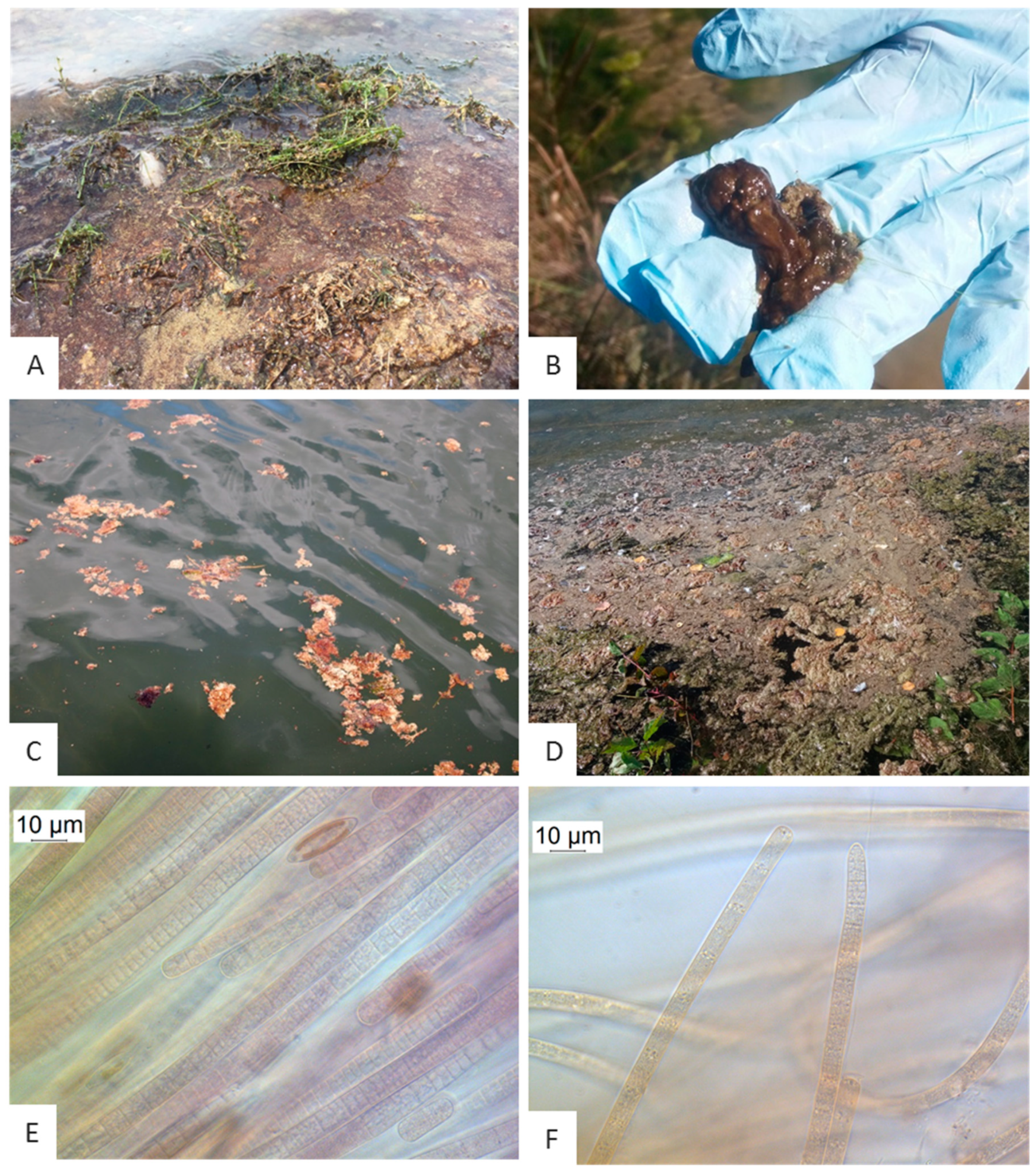 Toxins 12 00726 g001 Toxins 12 00726 g001