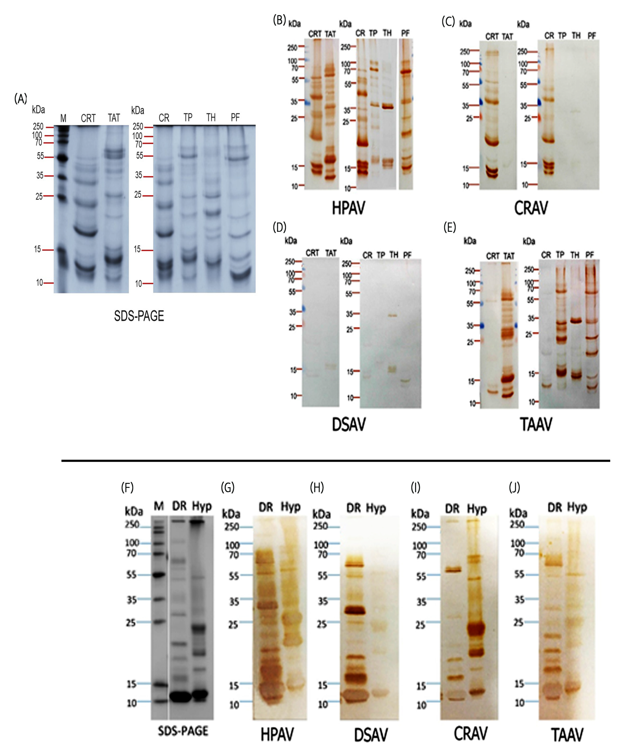 Toxins 12 00766 g003