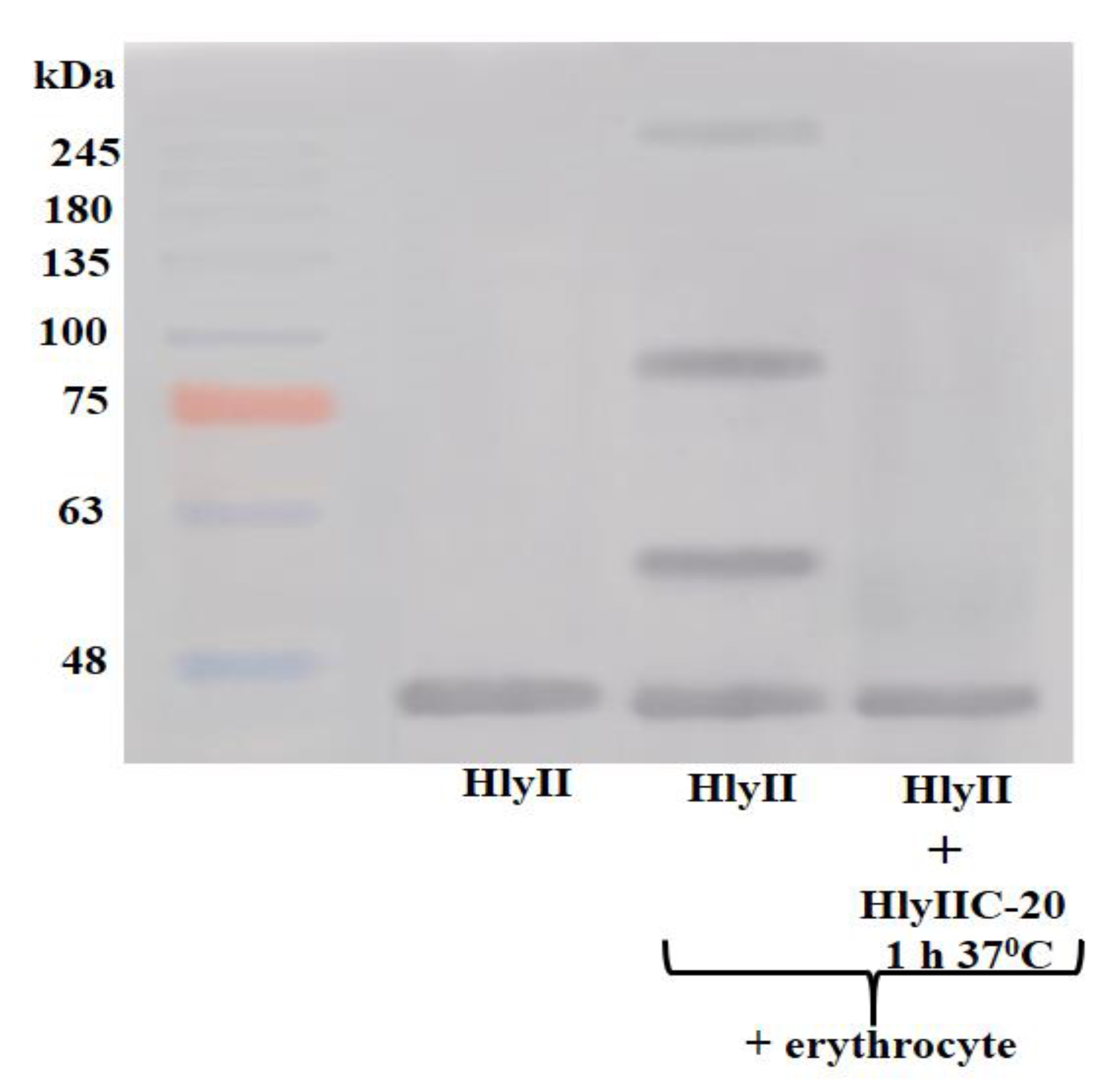 Toxins 12 00806 g002