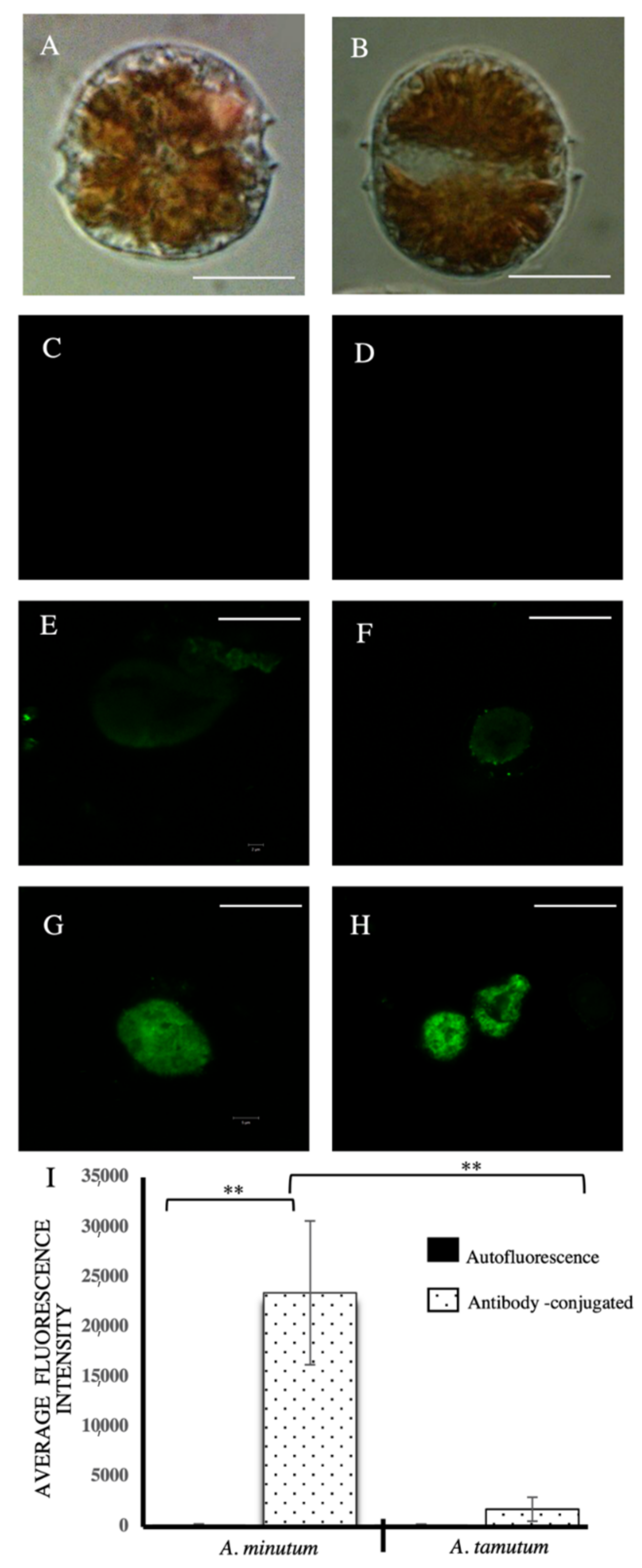 Toxins 13 00007 g001 Toxins 13 00007 g001