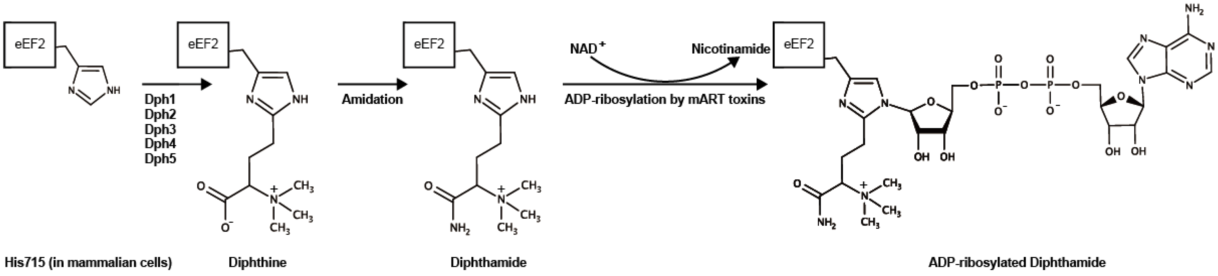 Toxins 13 00012 g004