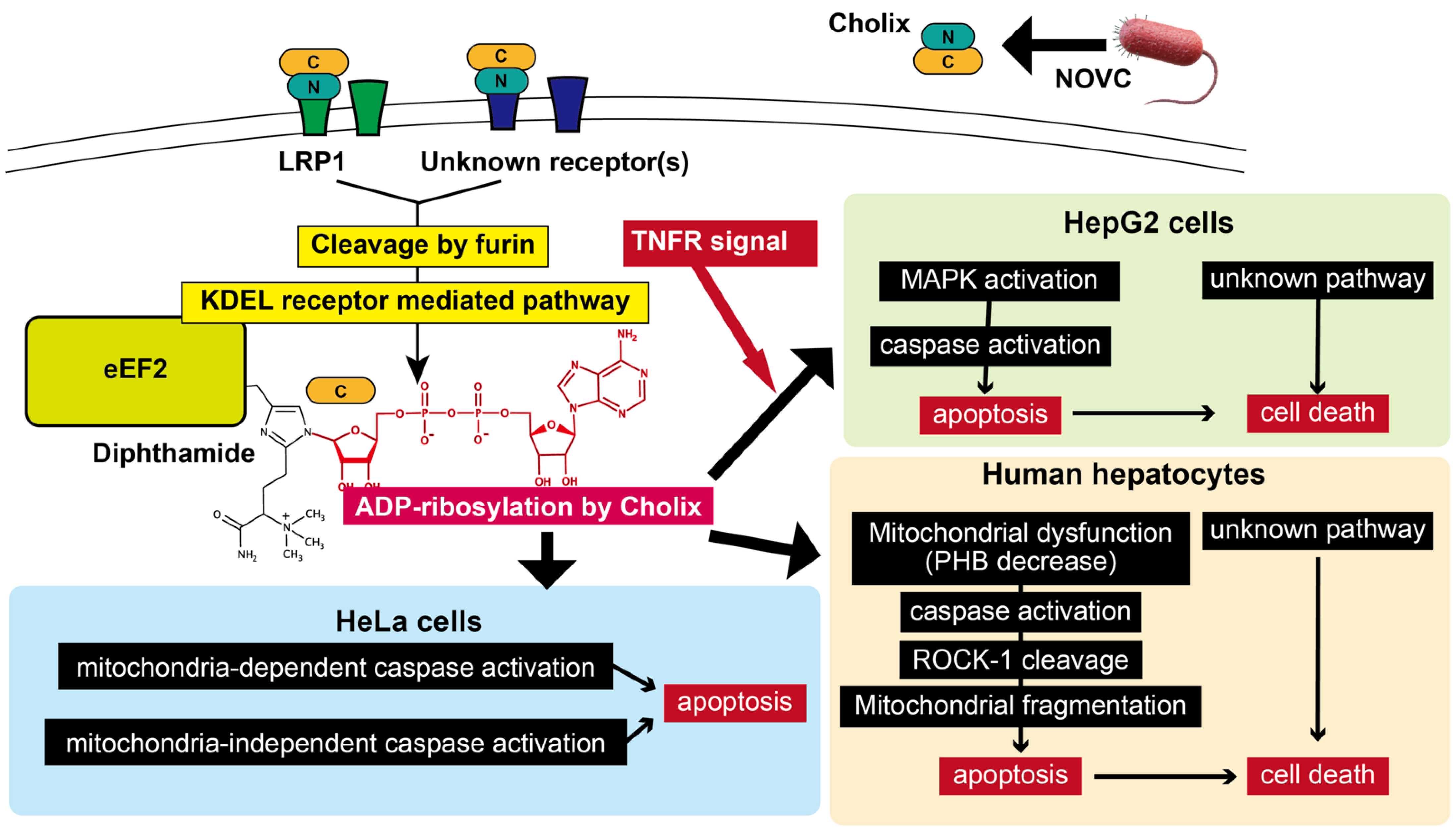 Toxins 13 00012 g005