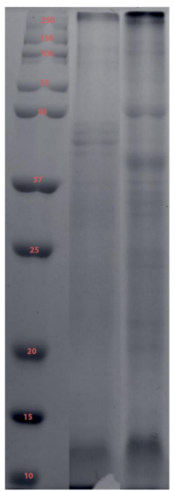 Toxins 13 00019 g003