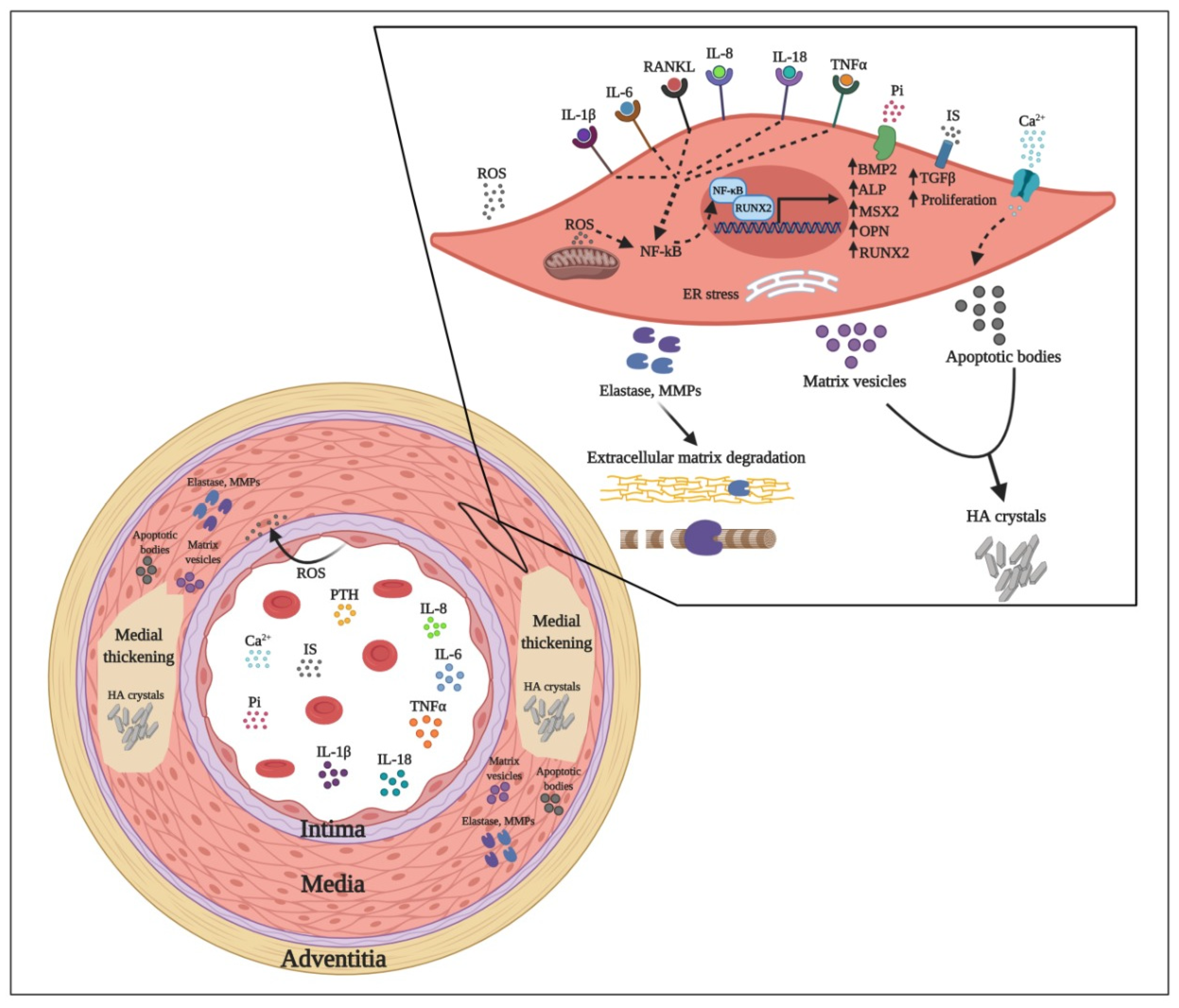 Toxins 13 00026 g001 Toxins 13 00026 g001