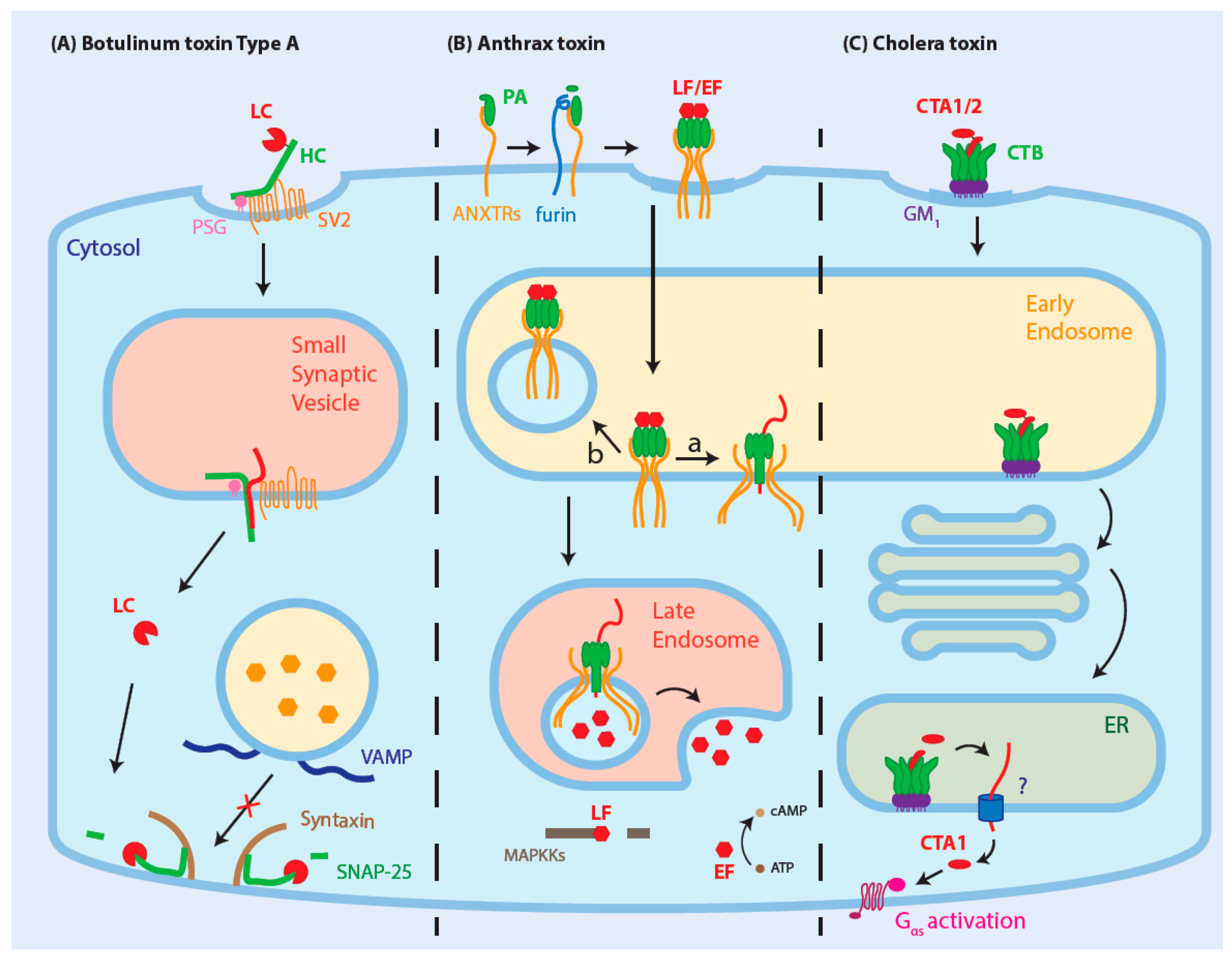Toxins 13 00036 g001 Toxins 13 00036 g001