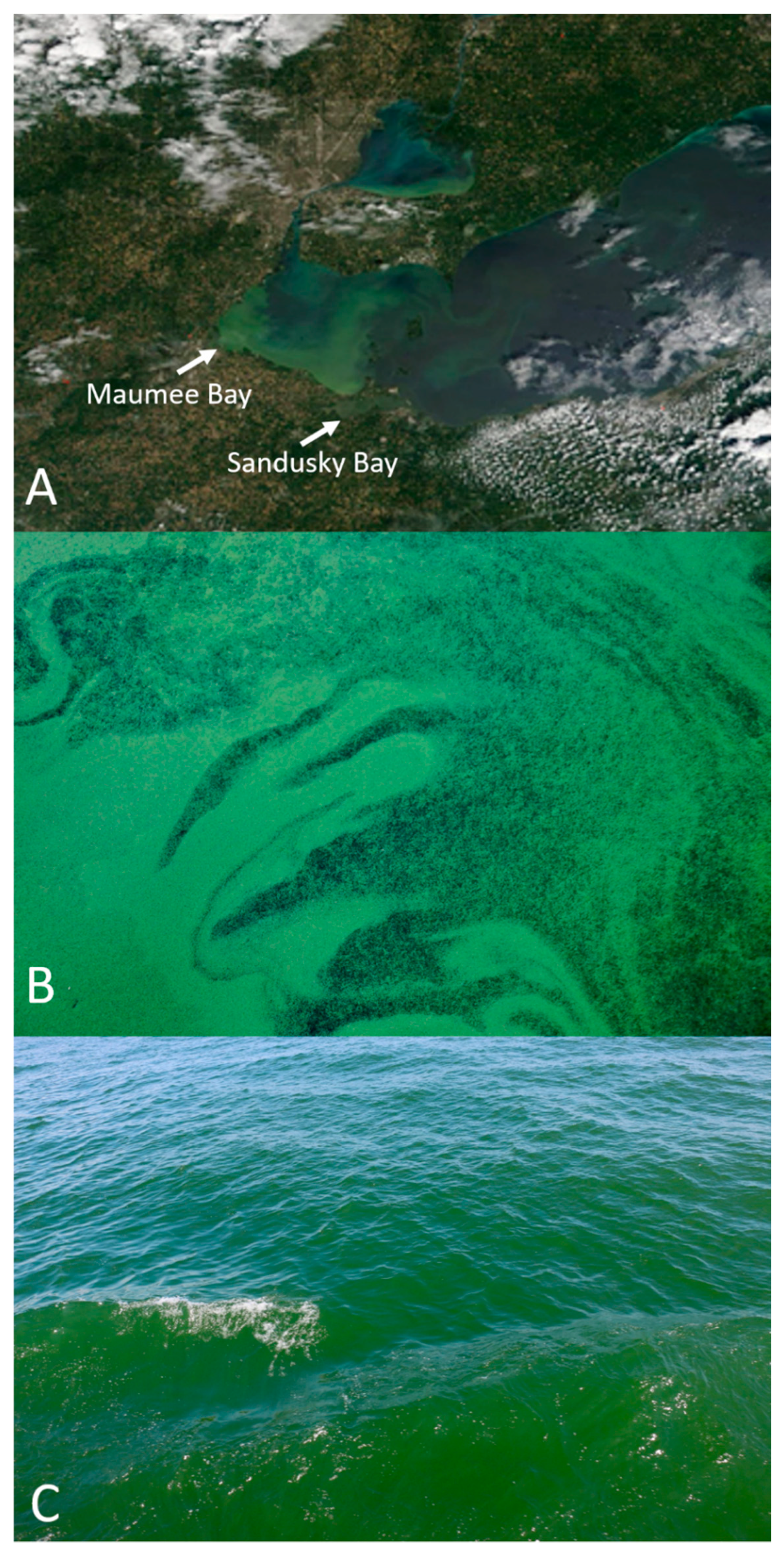 Toxins 13 00047 g001