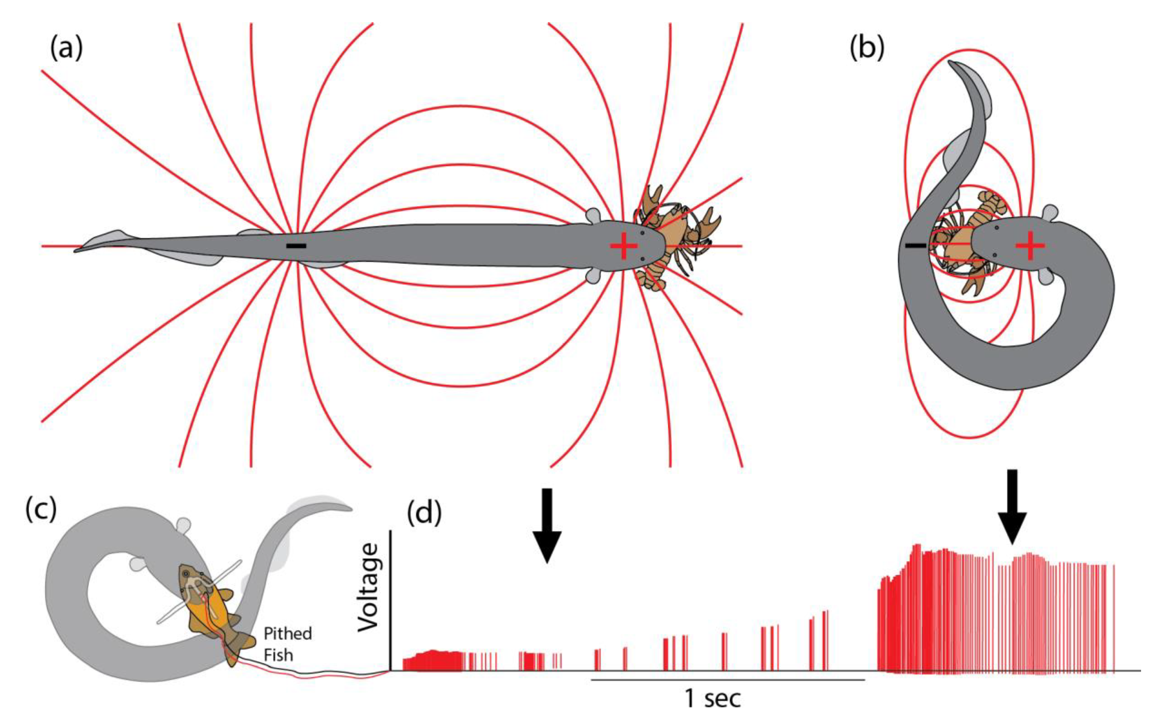 Toxins 13 00048 g002