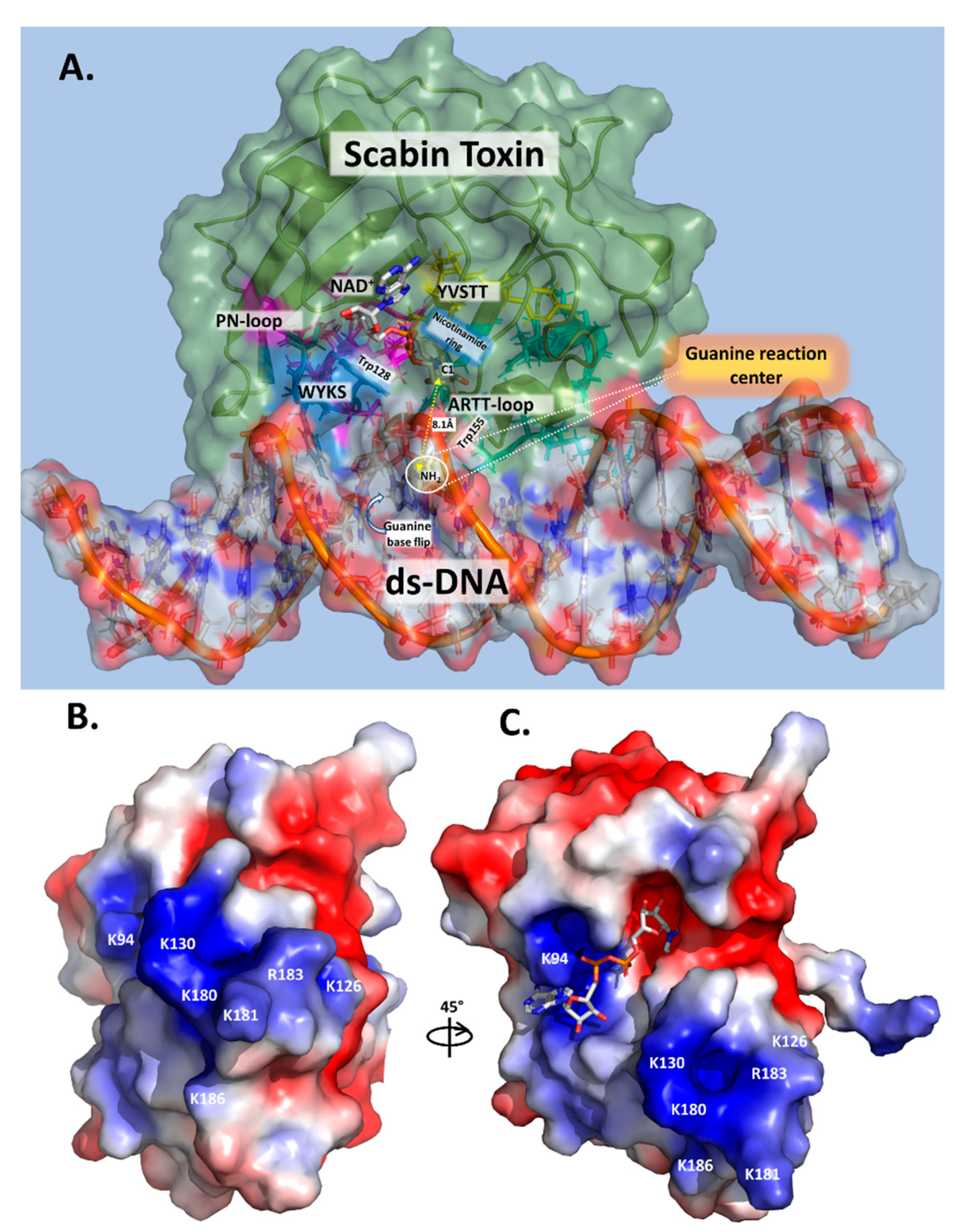 Toxins 13 00055 g007 Toxins 13 00055 g007