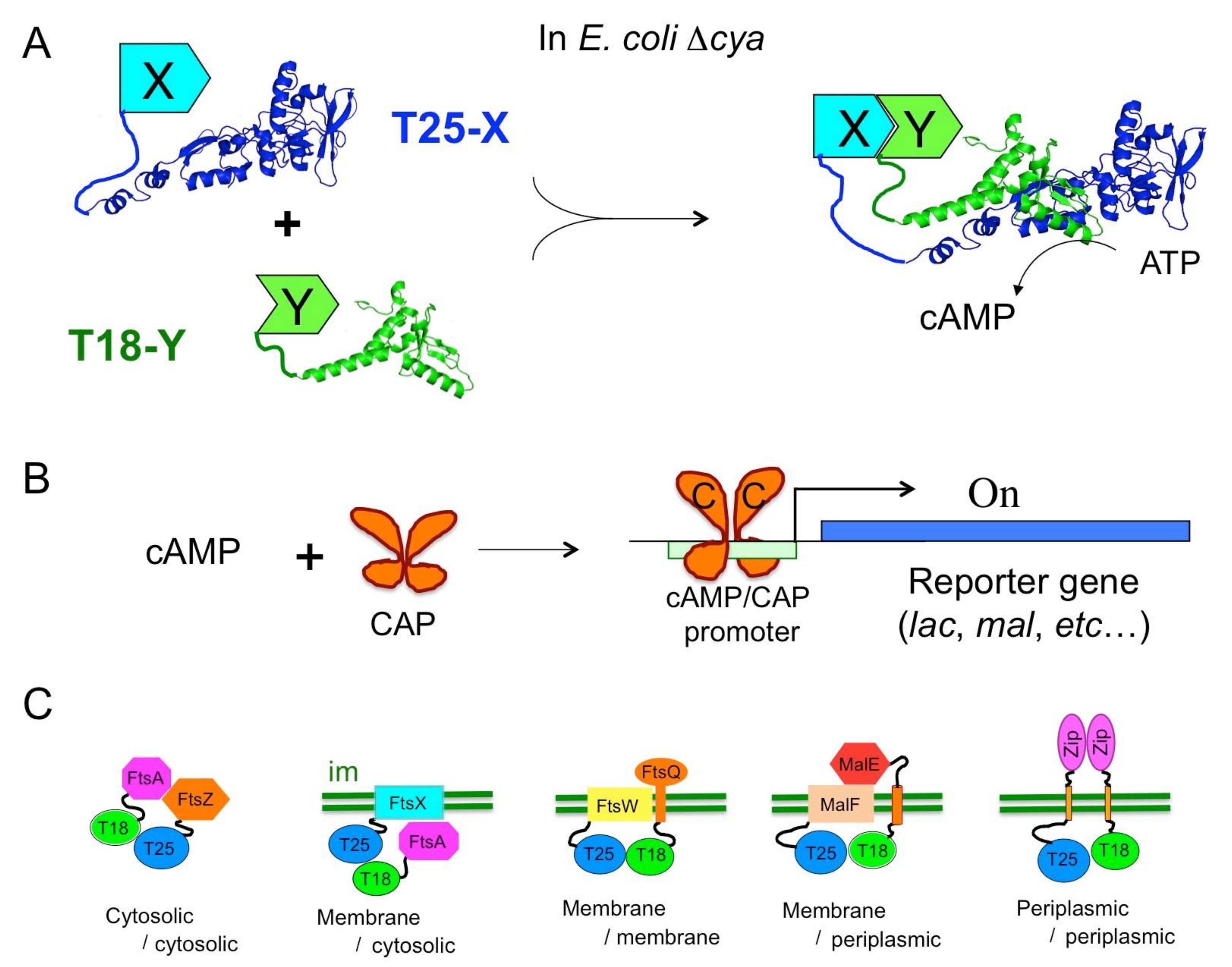 Toxins 13 00083 g003