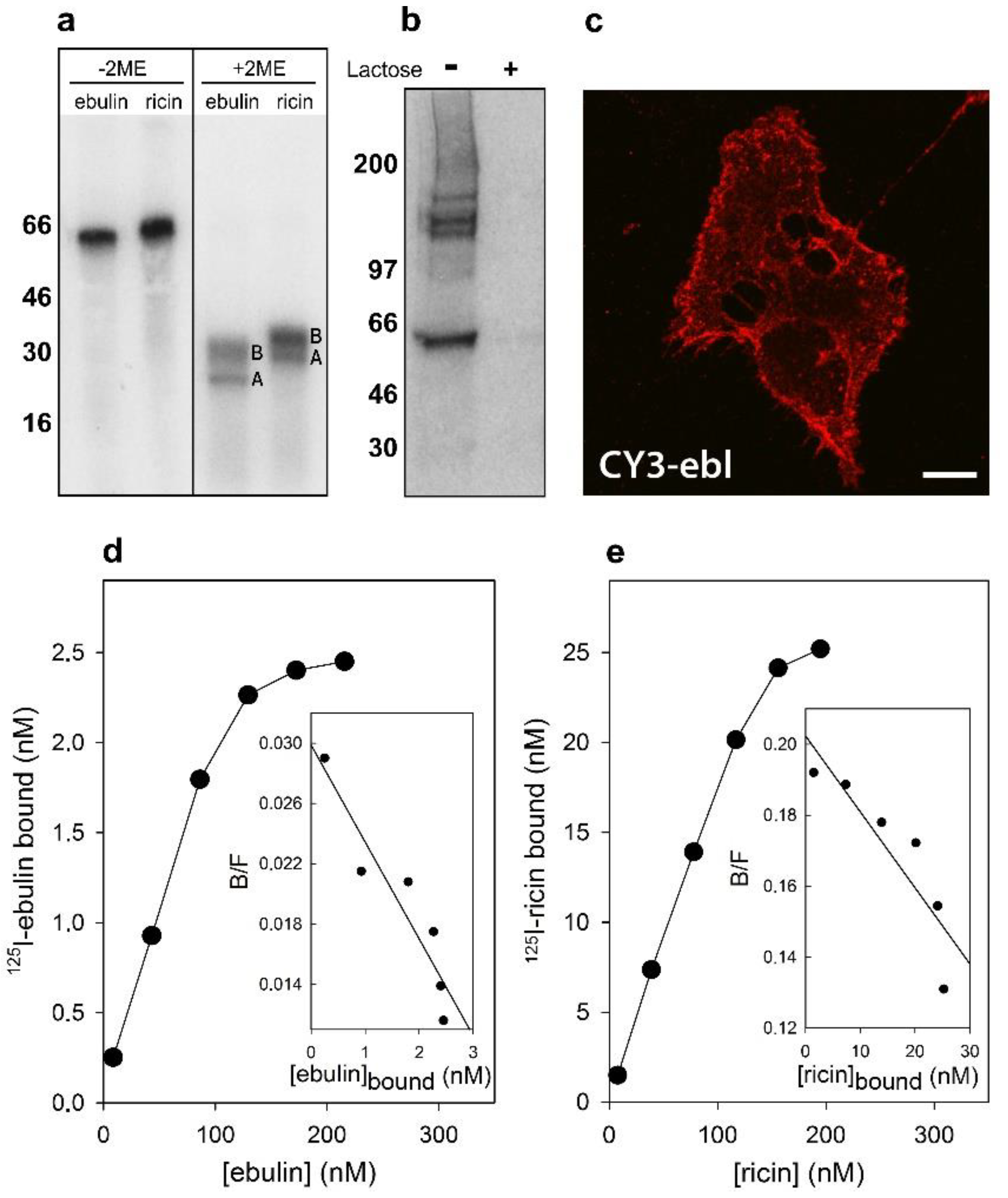 Toxins 13 00102 g001