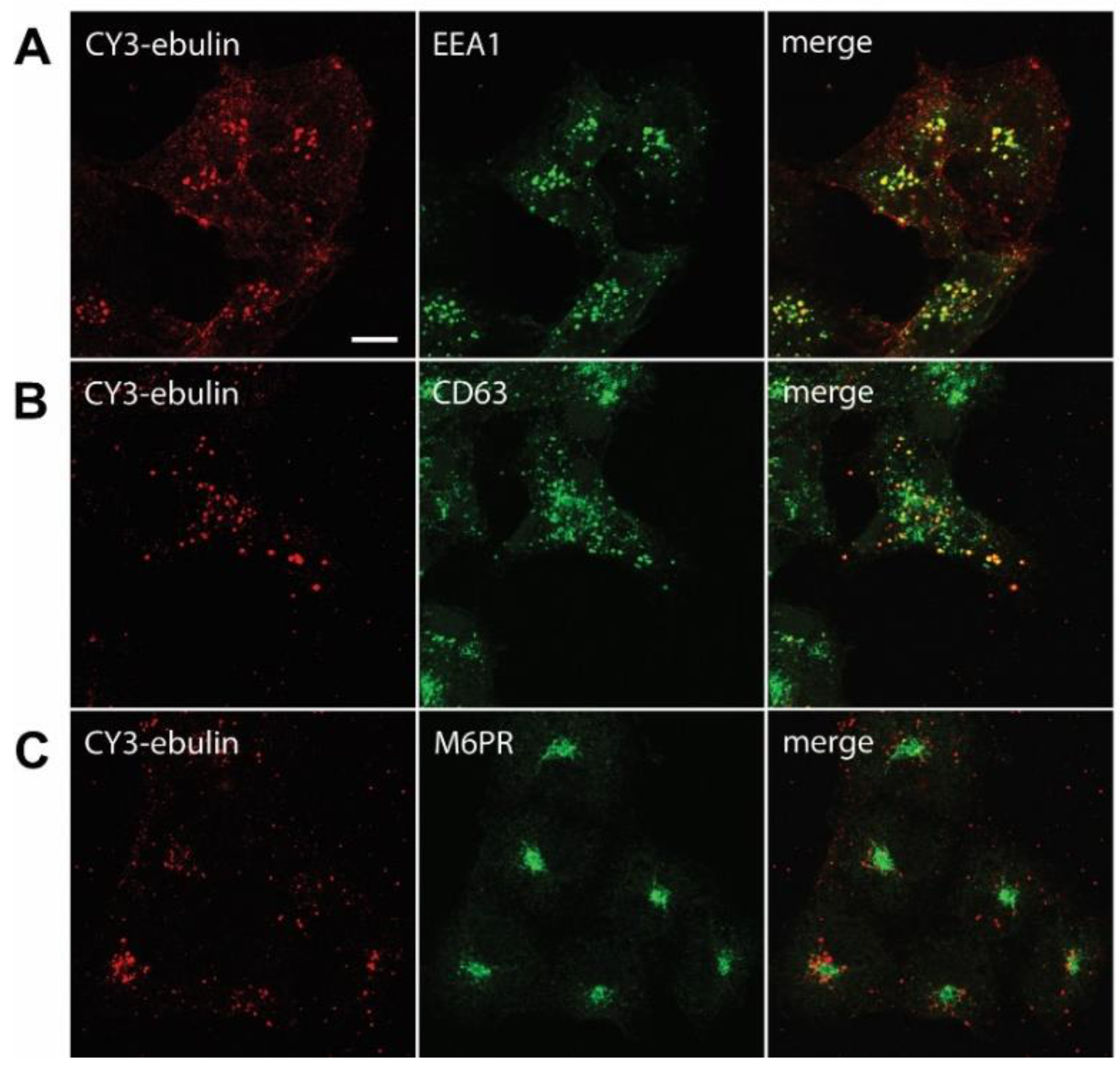 Toxins 13 00102 g004