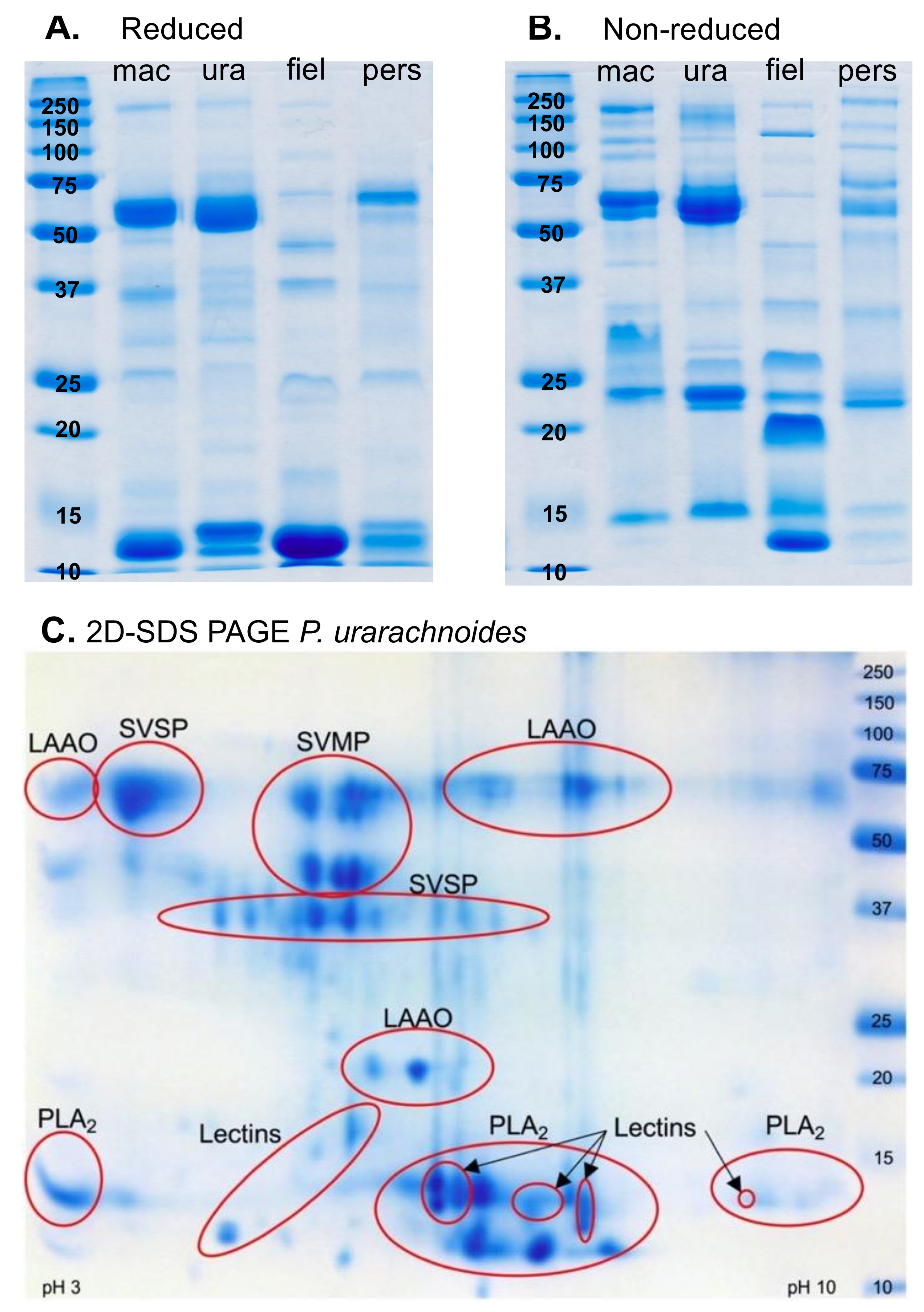 Toxins 13 00112 g002 Toxins 13 00112 g002