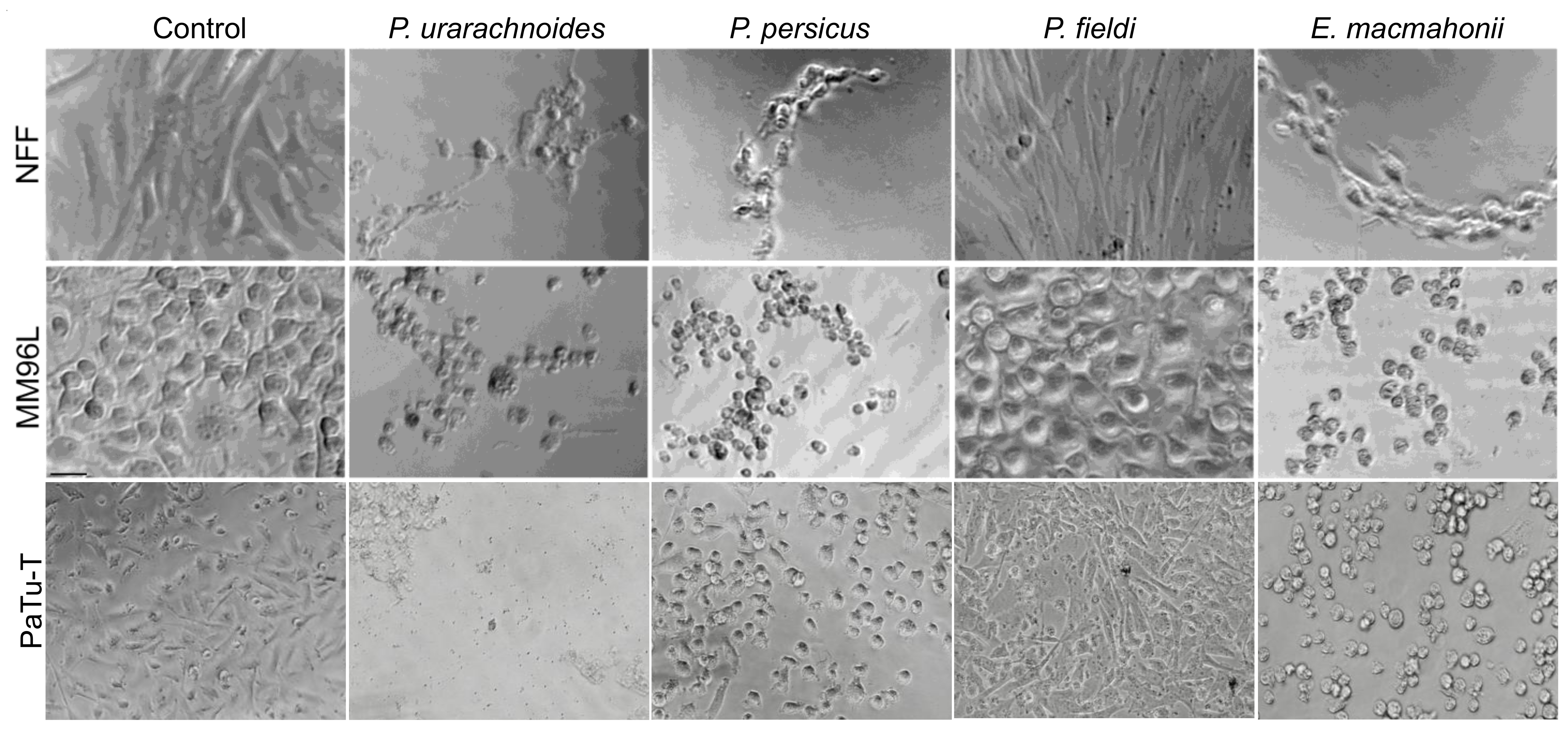 Toxins 13 00112 g003 Toxins 13 00112 g003