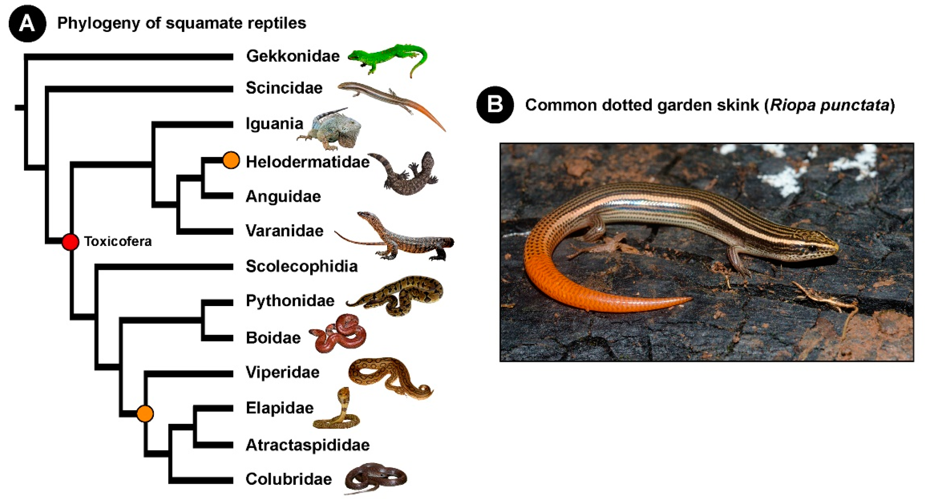 Toxins 13 00114 g001