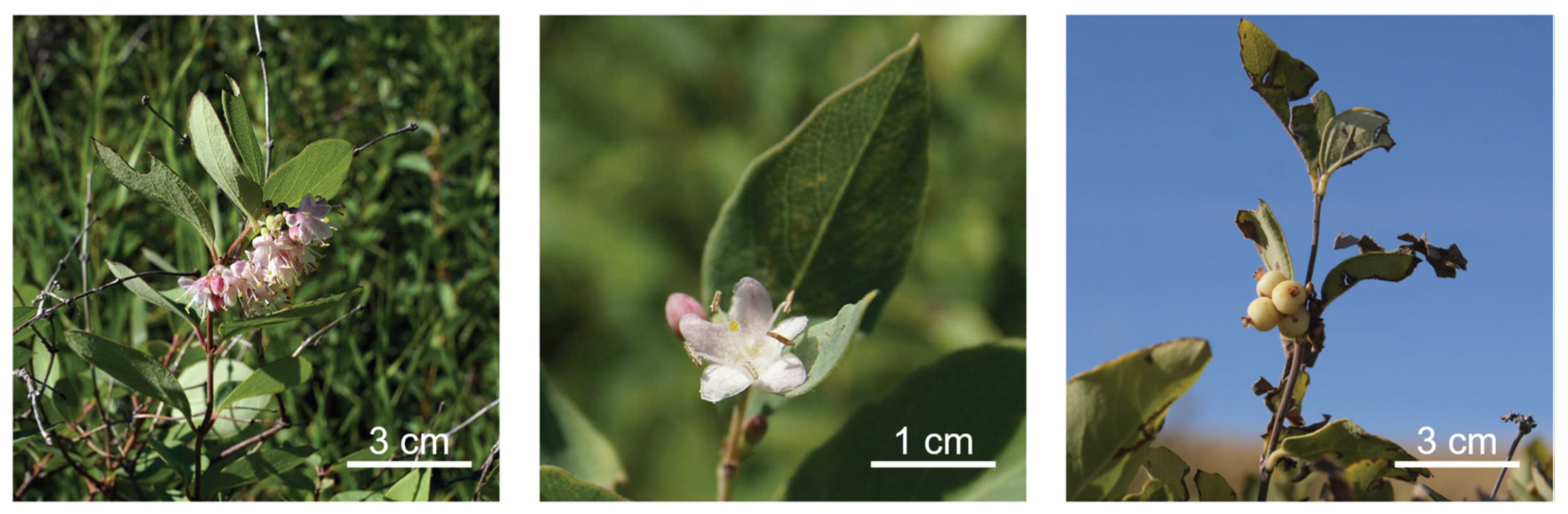 Toxins 13 00138 g001