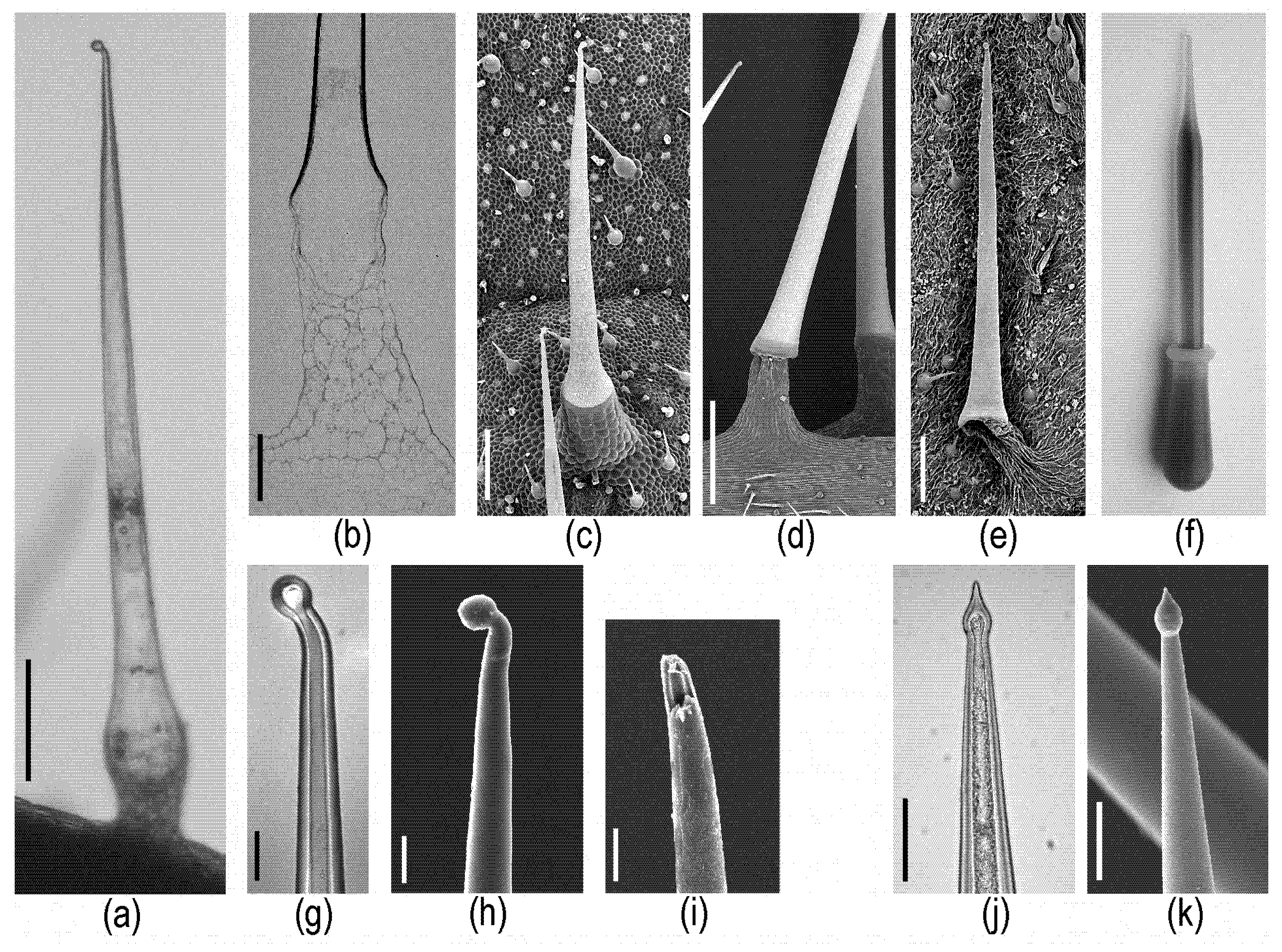 Toxins 13 00141 g002