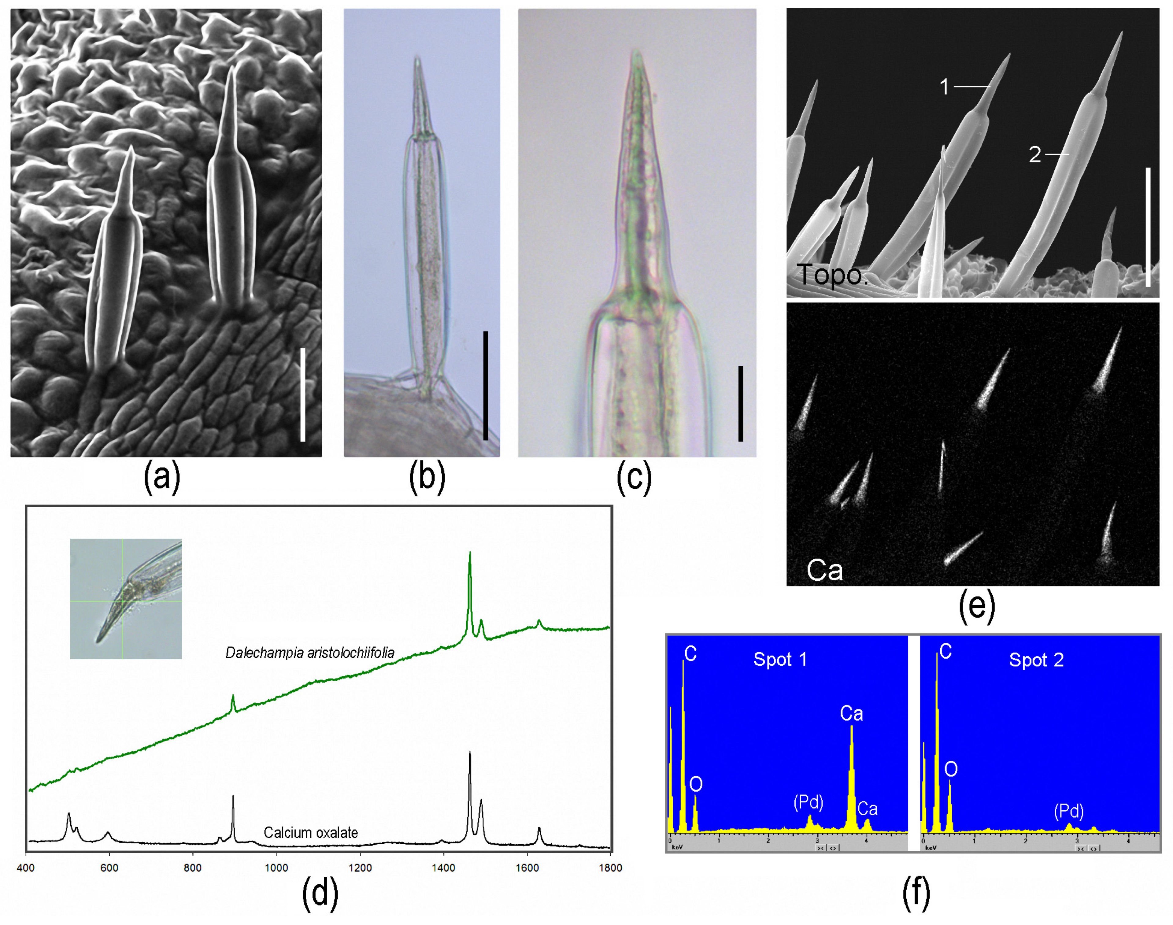 Toxins 13 00141 g003