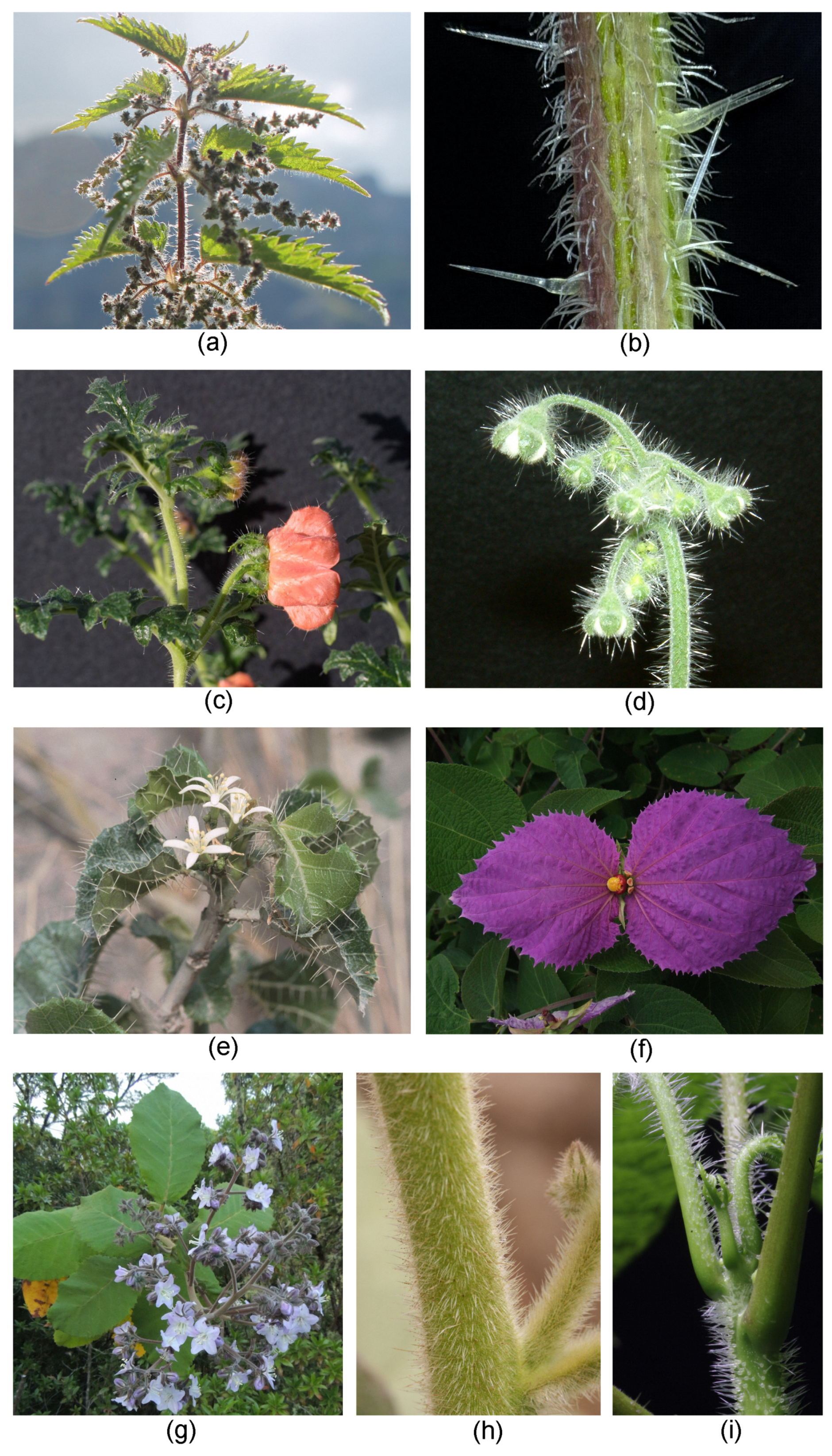 Toxins 13 00141 g005