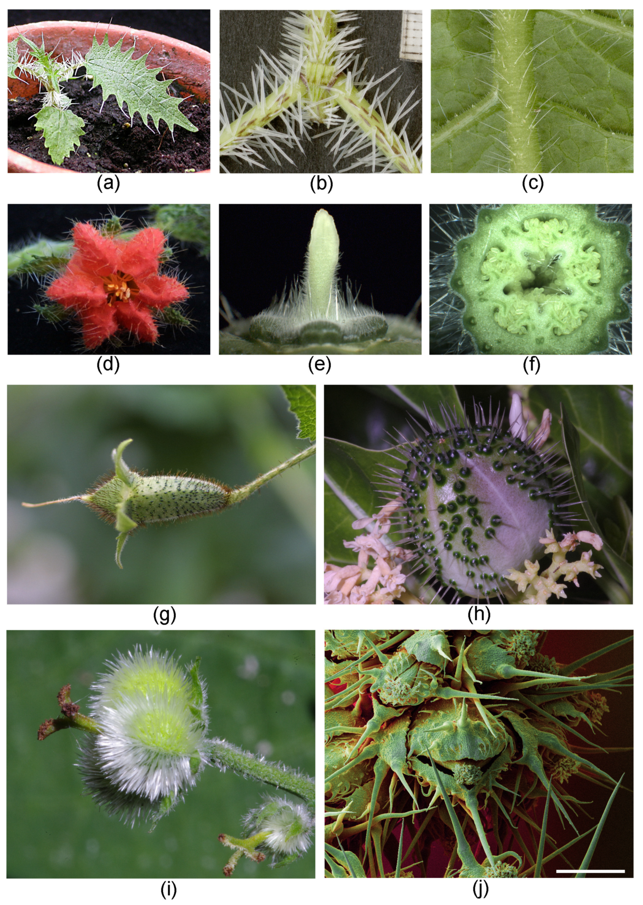 Toxins 13 00141 g006