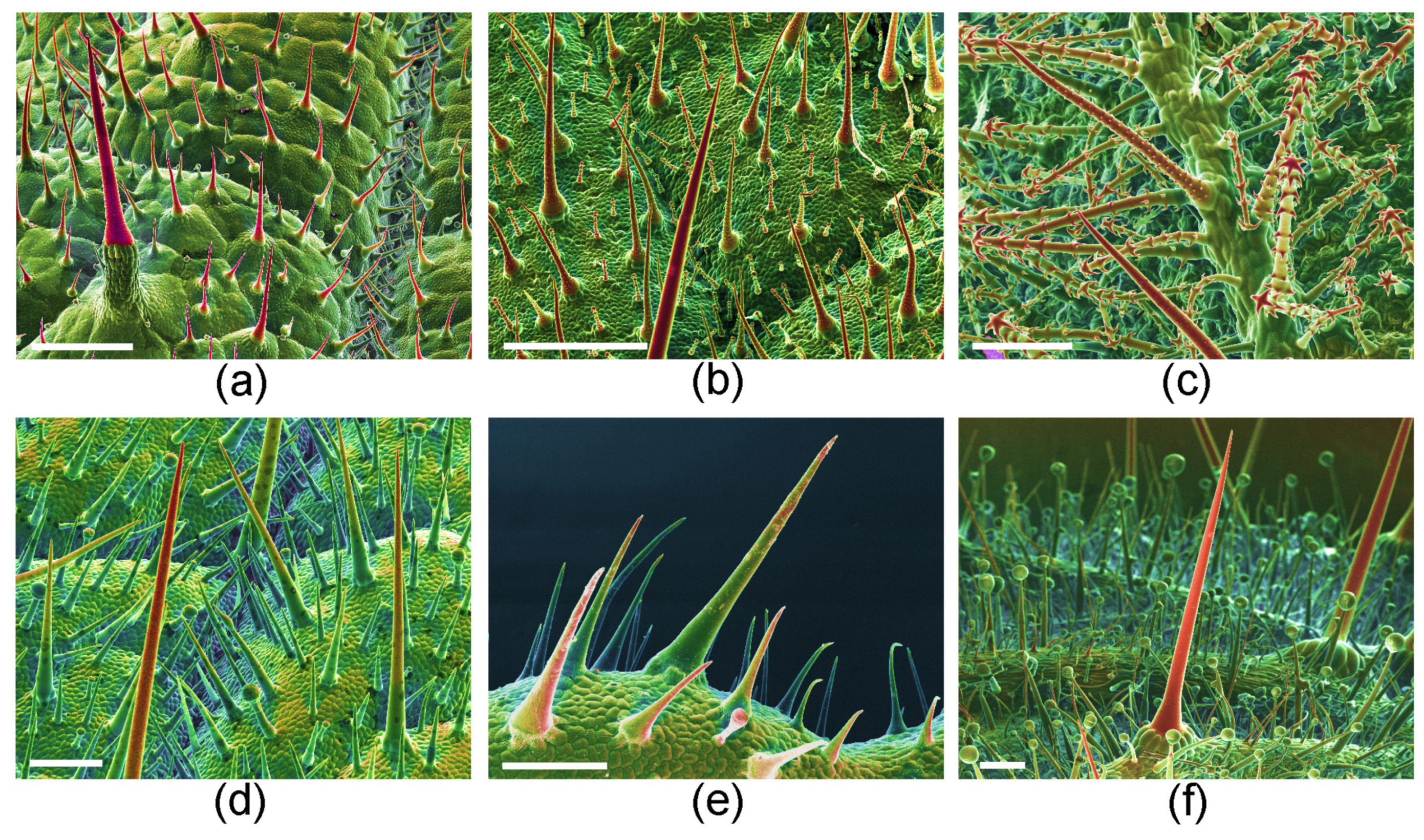 Toxins 13 00141 g007