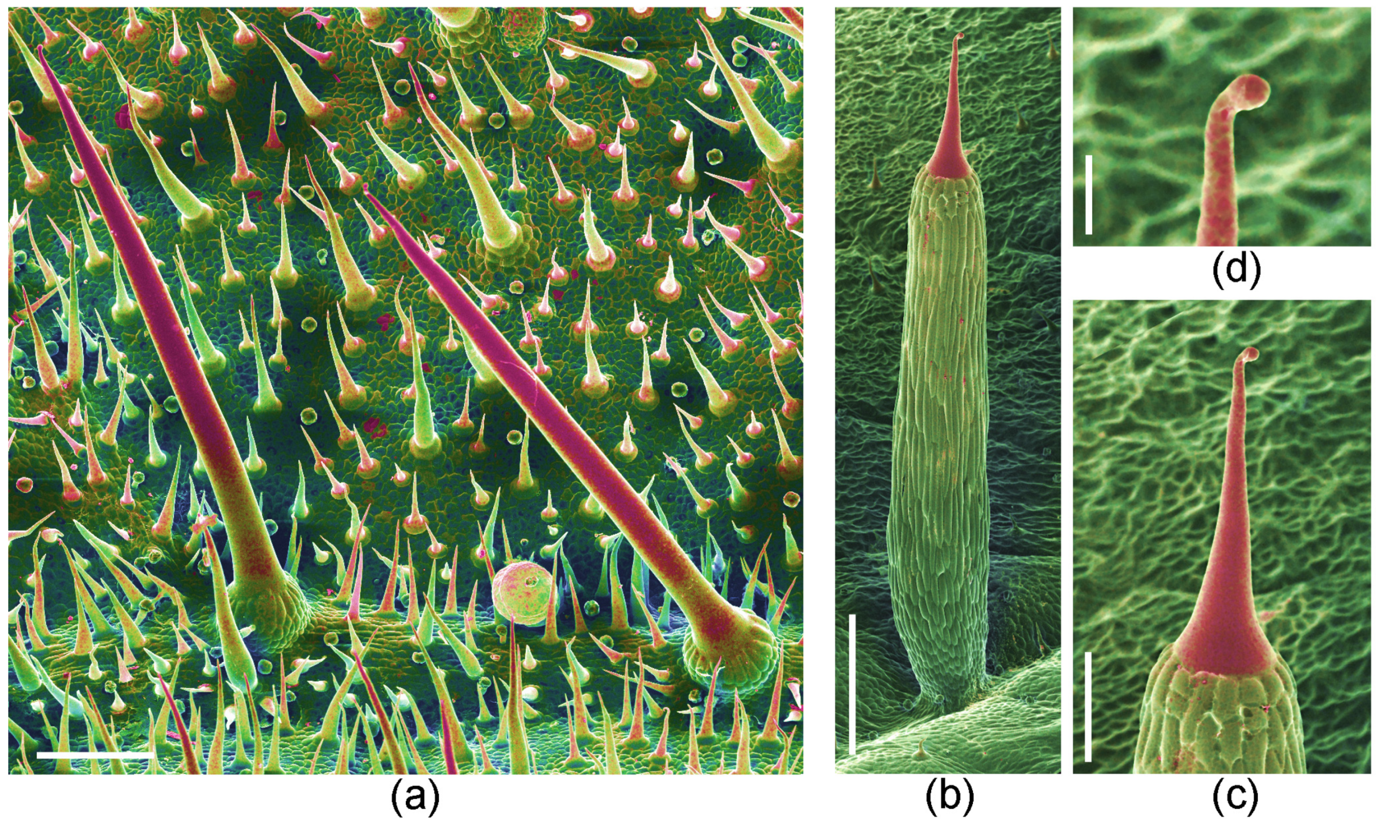 Toxins 13 00141 g008
