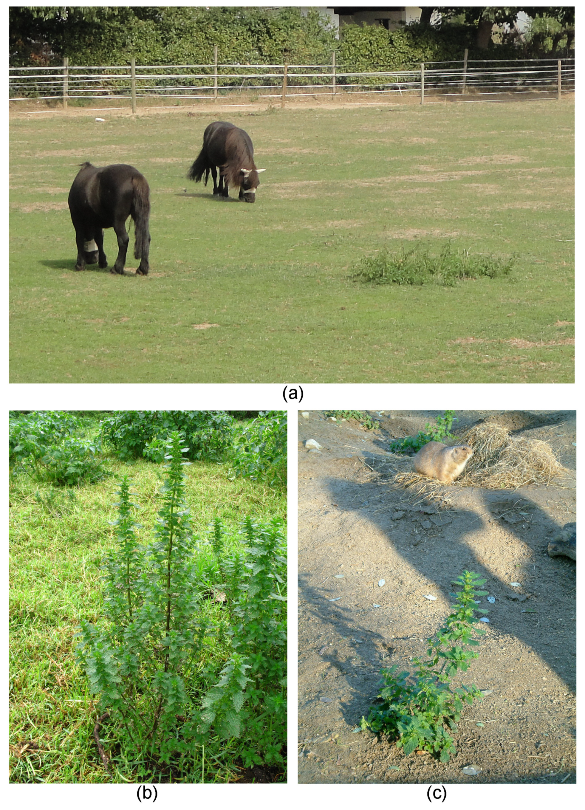 Toxins 13 00141 g011