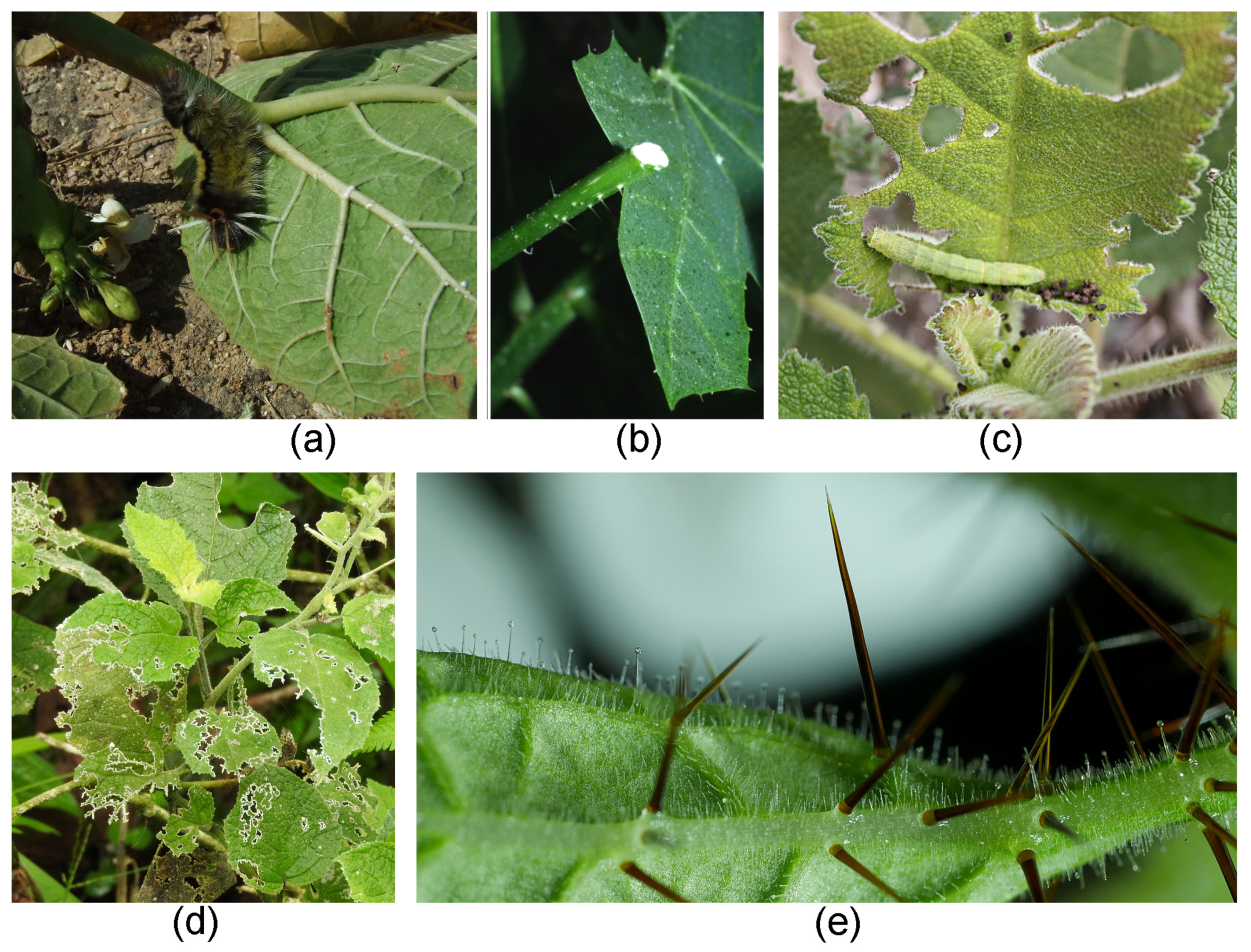 Toxins 13 00141 g012
