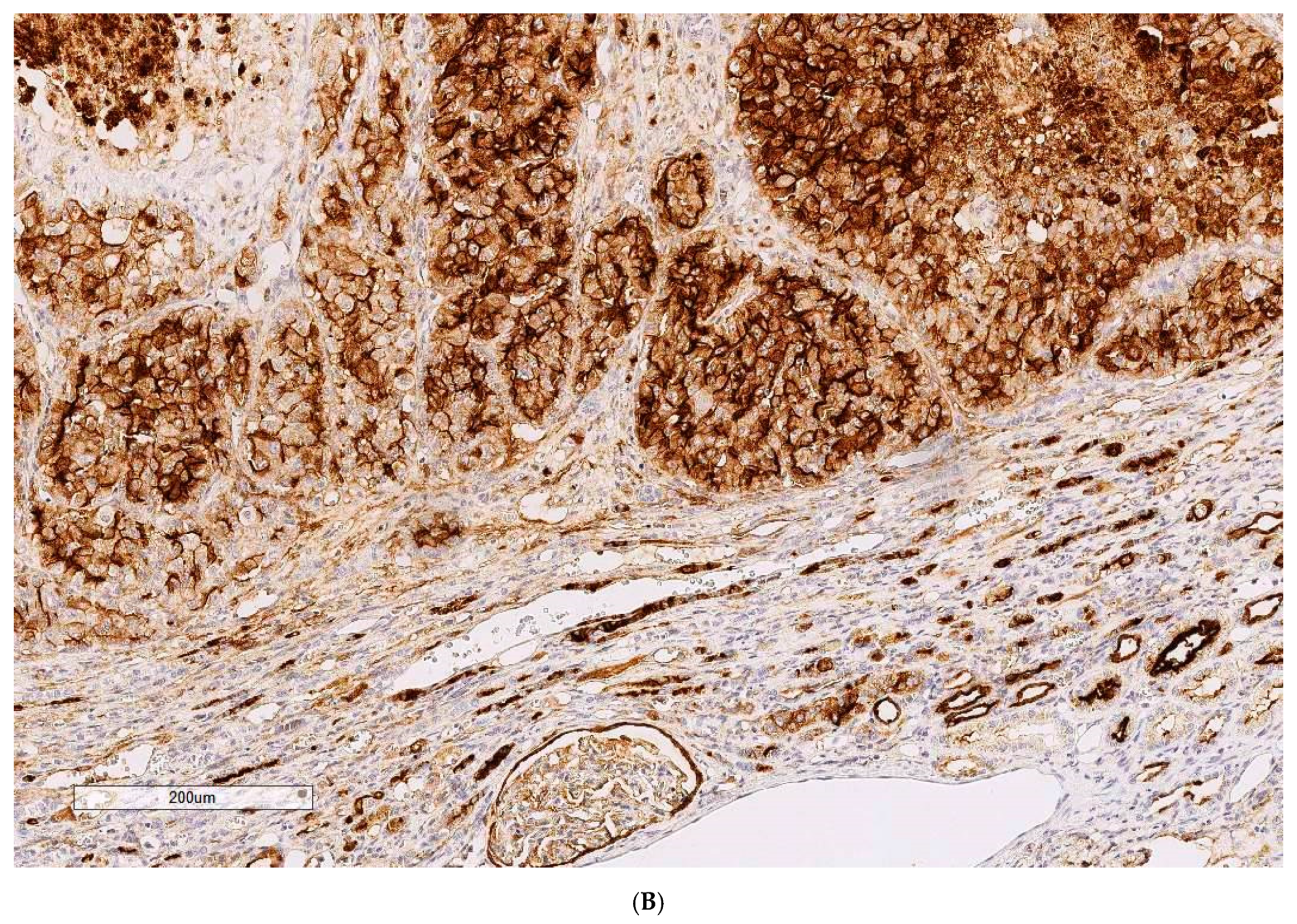 Toxins 13 00205 g001b Toxins 13 00205 g001b
