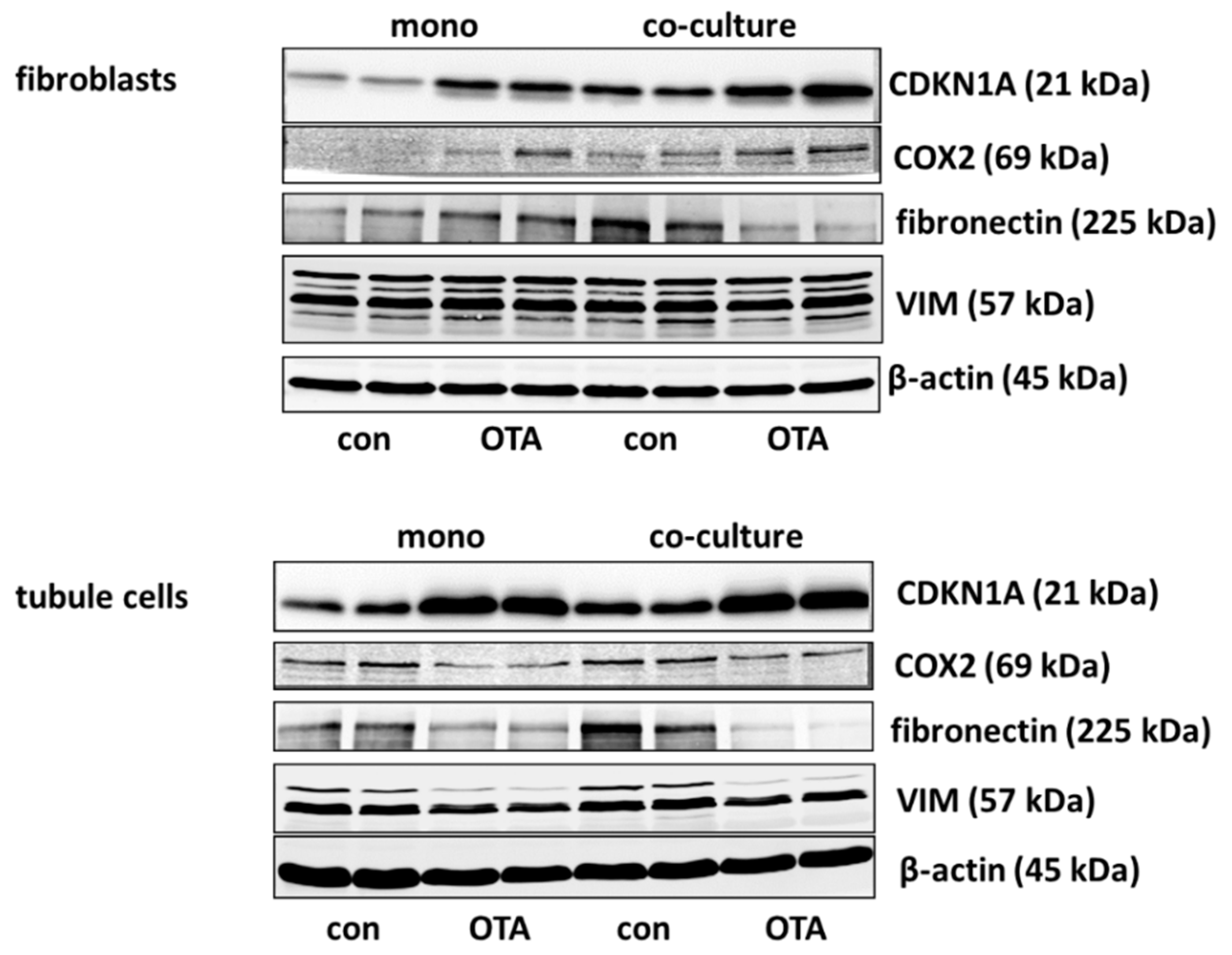 Toxins 13 00219 g003