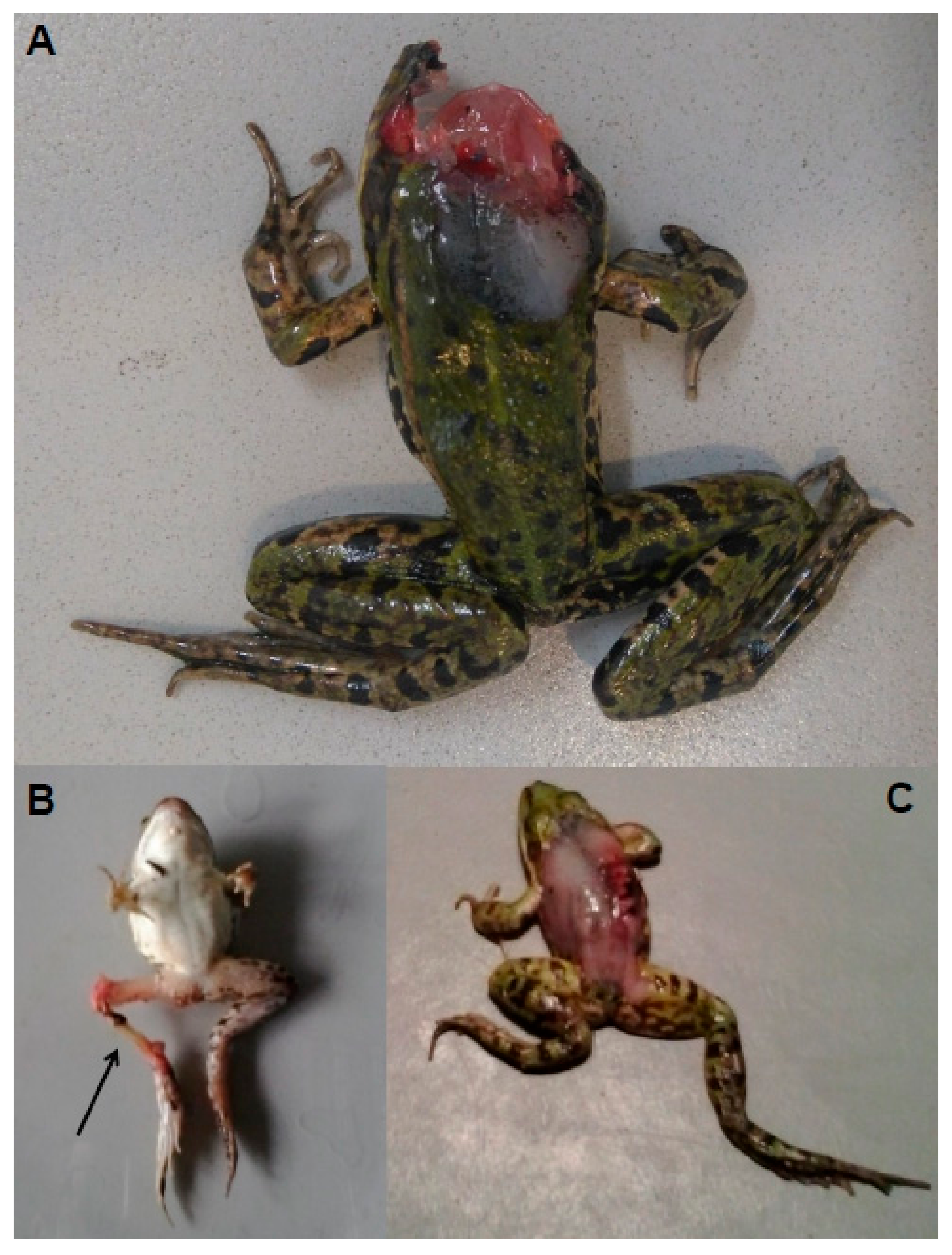 Toxins 13 00231 g005 Toxins 13 00231 g005