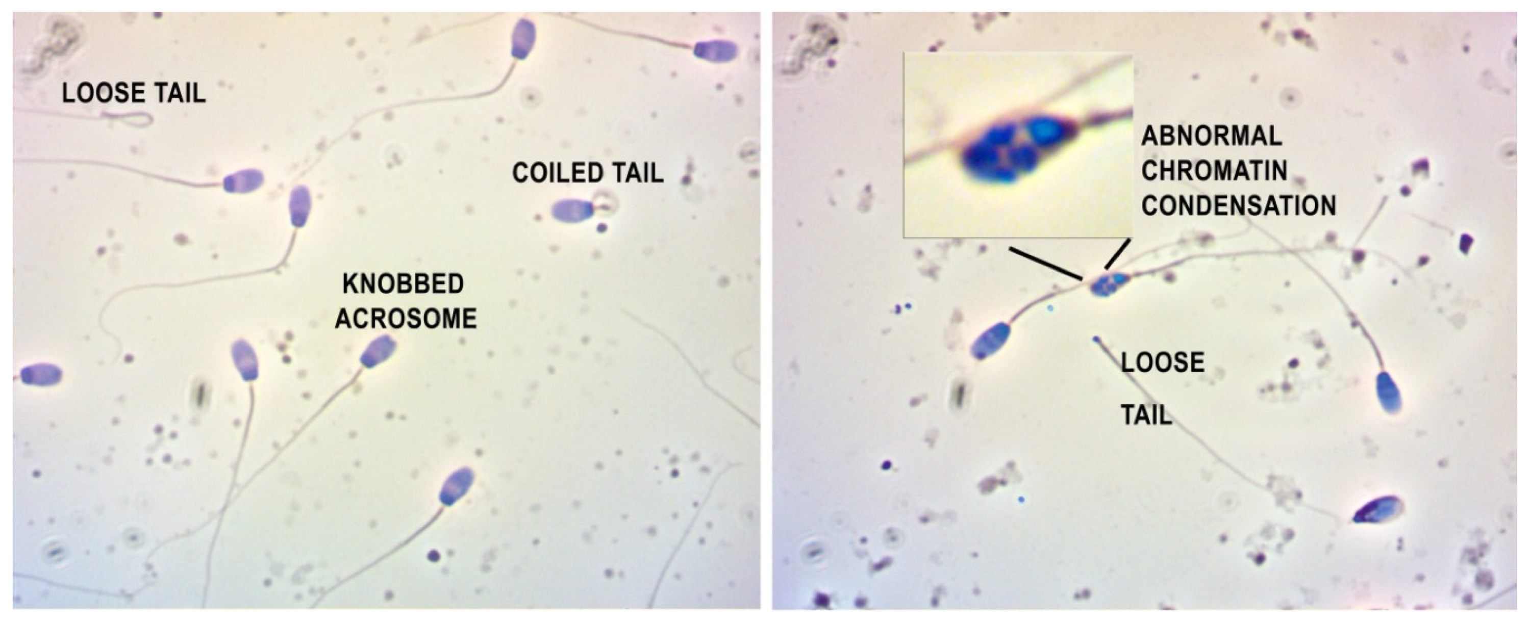 Toxins 13 00237 g004