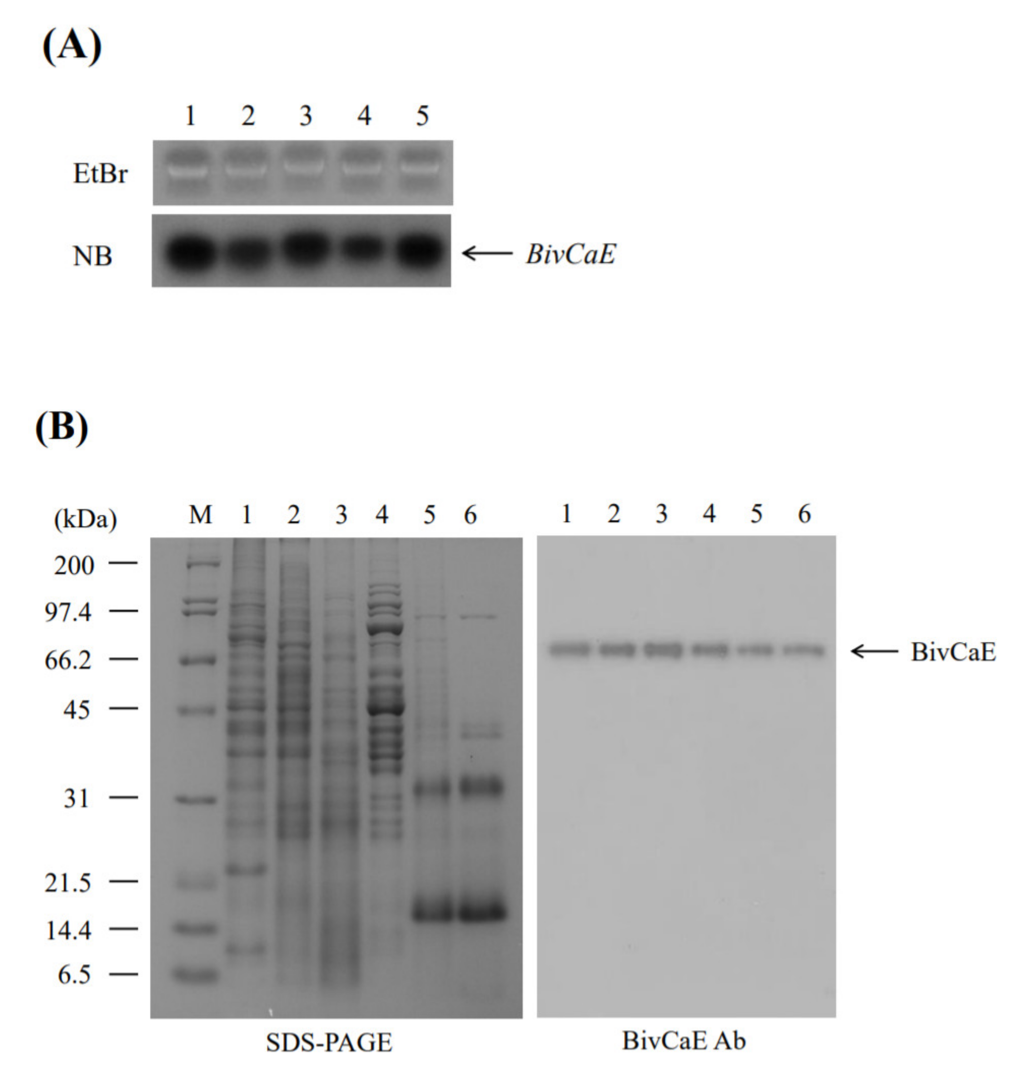 Toxins 13 00239 g003