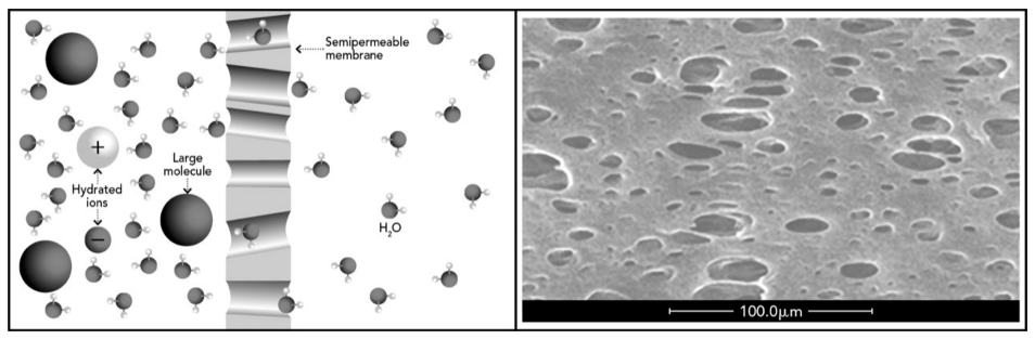 Toxins 13 00246 g001